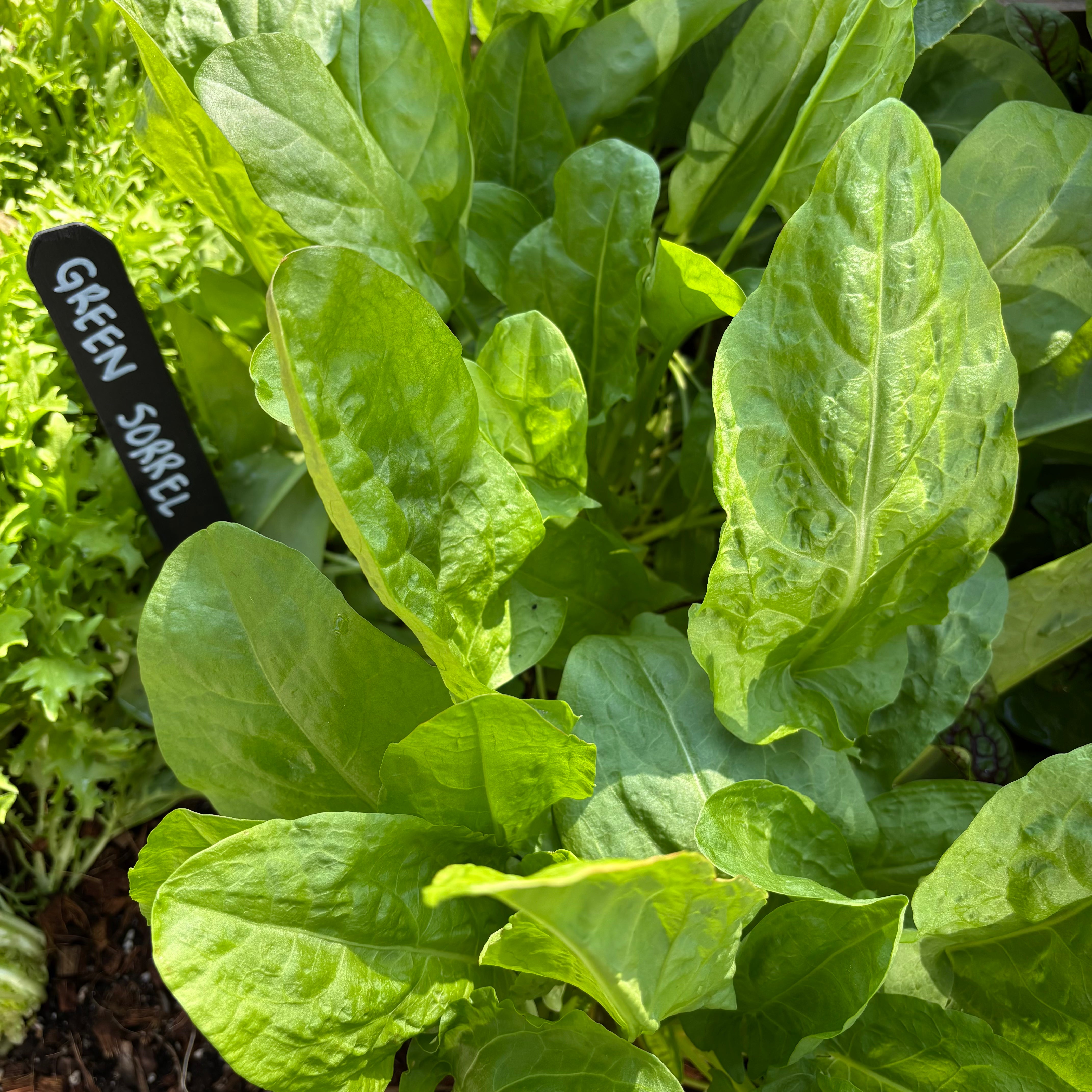 Green Sorrel