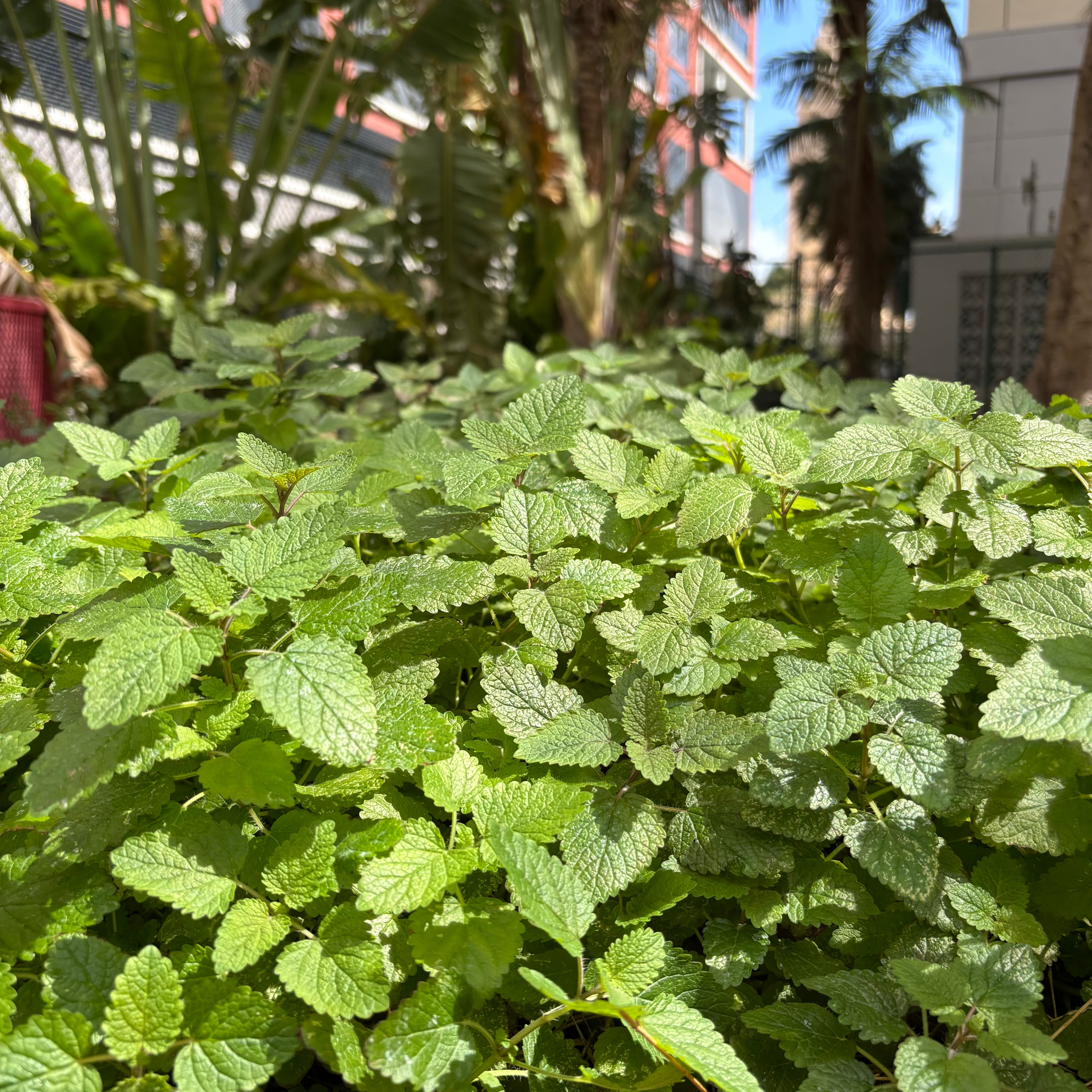 Lemon Balm