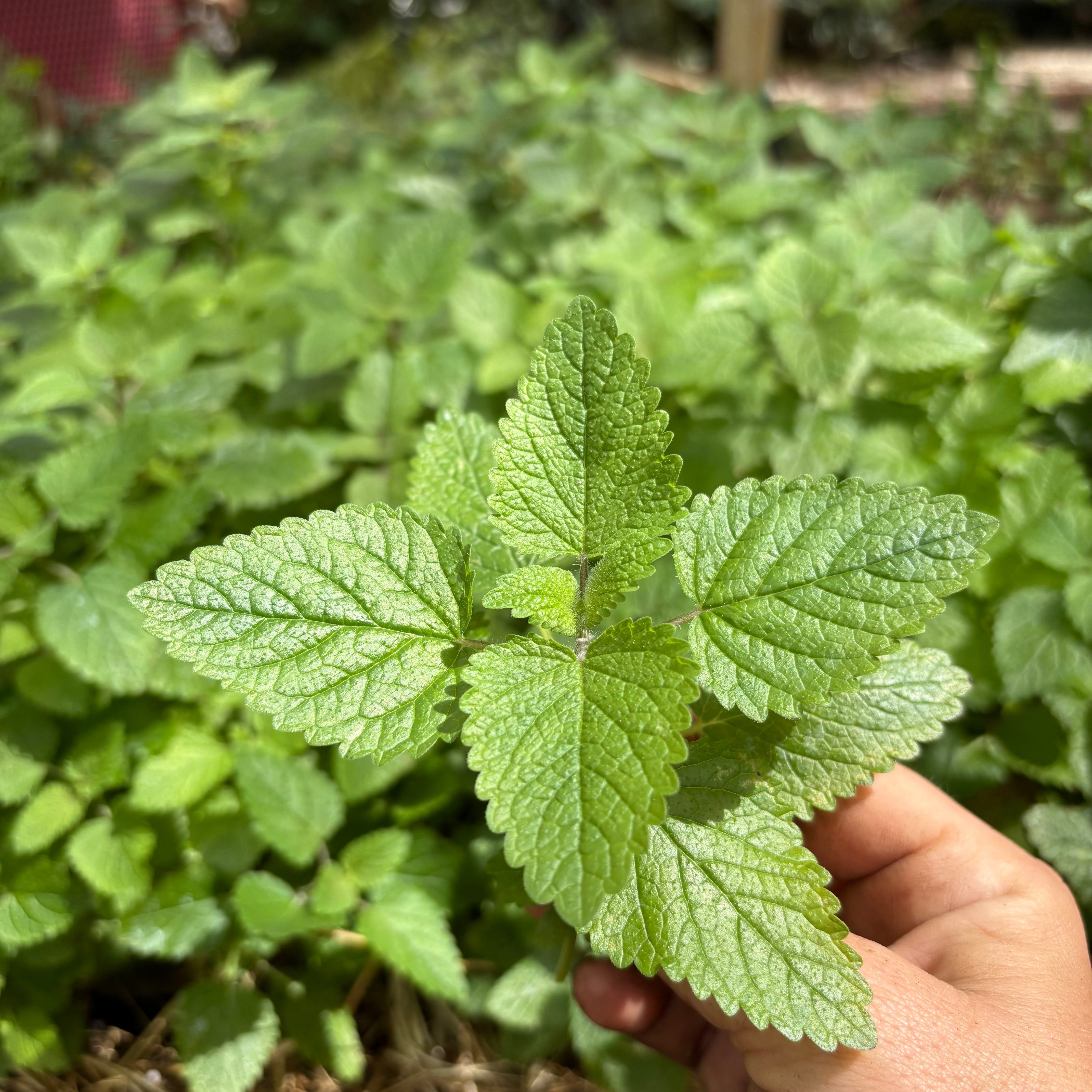 Lemon Balm