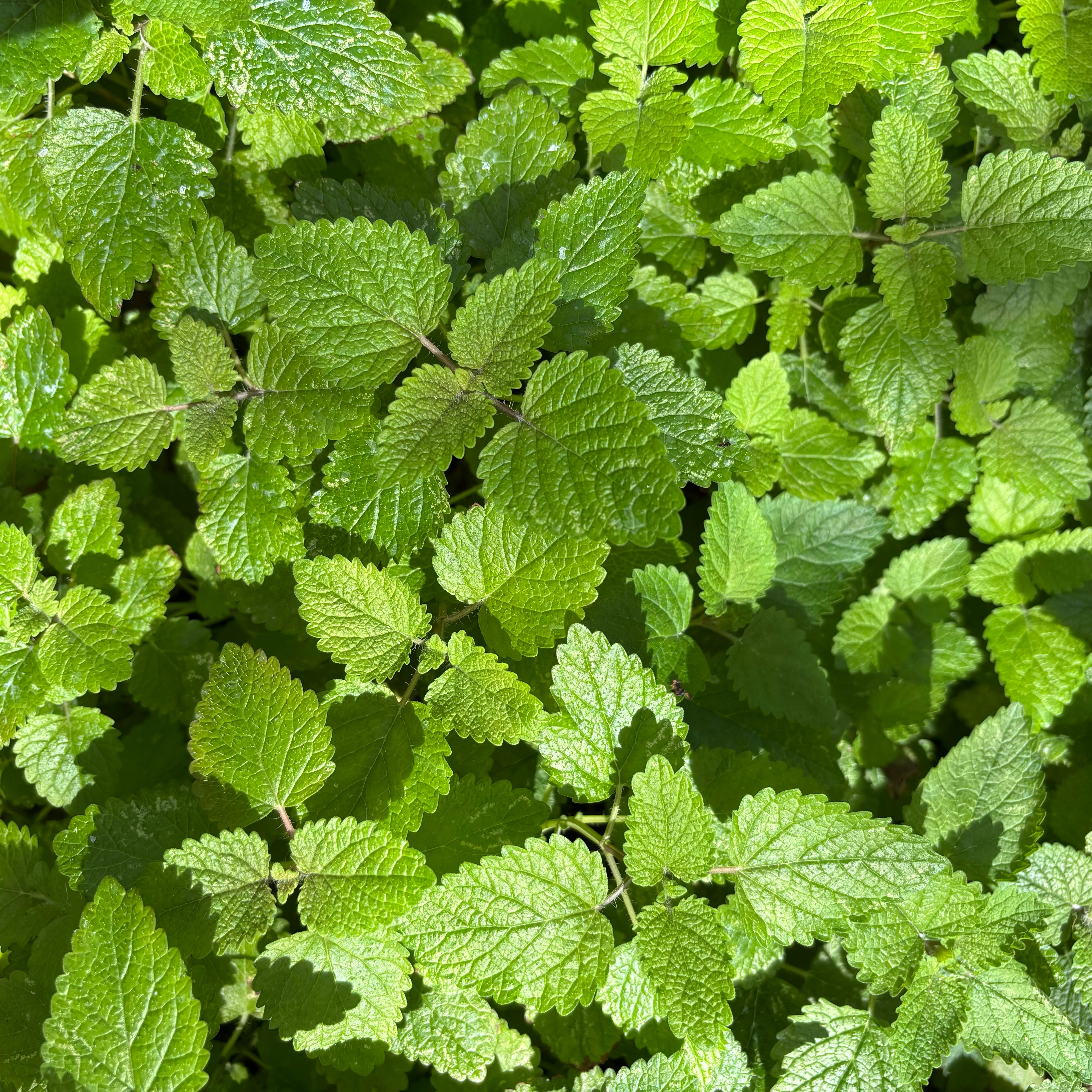 Lemon Balm