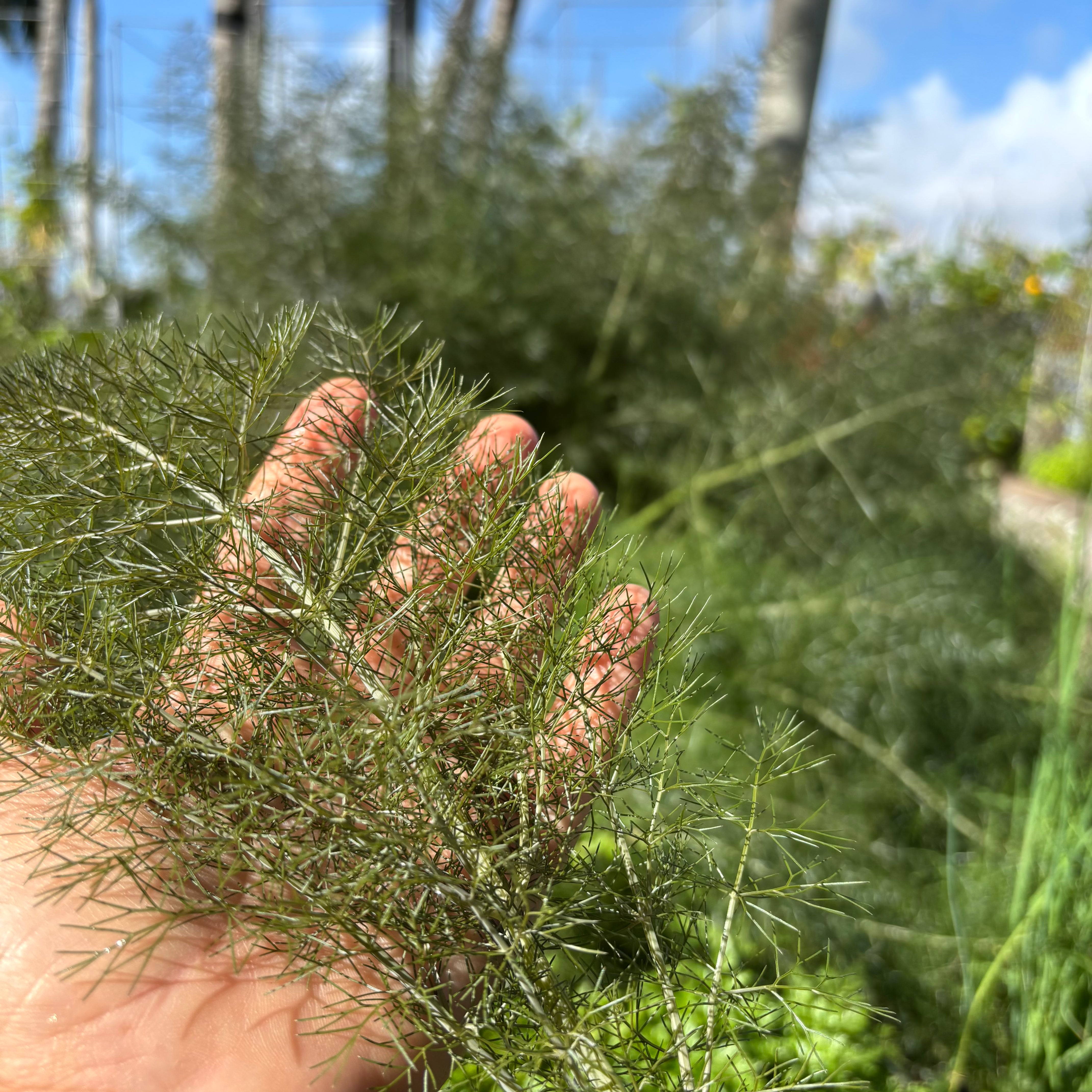 Bronze Fennel