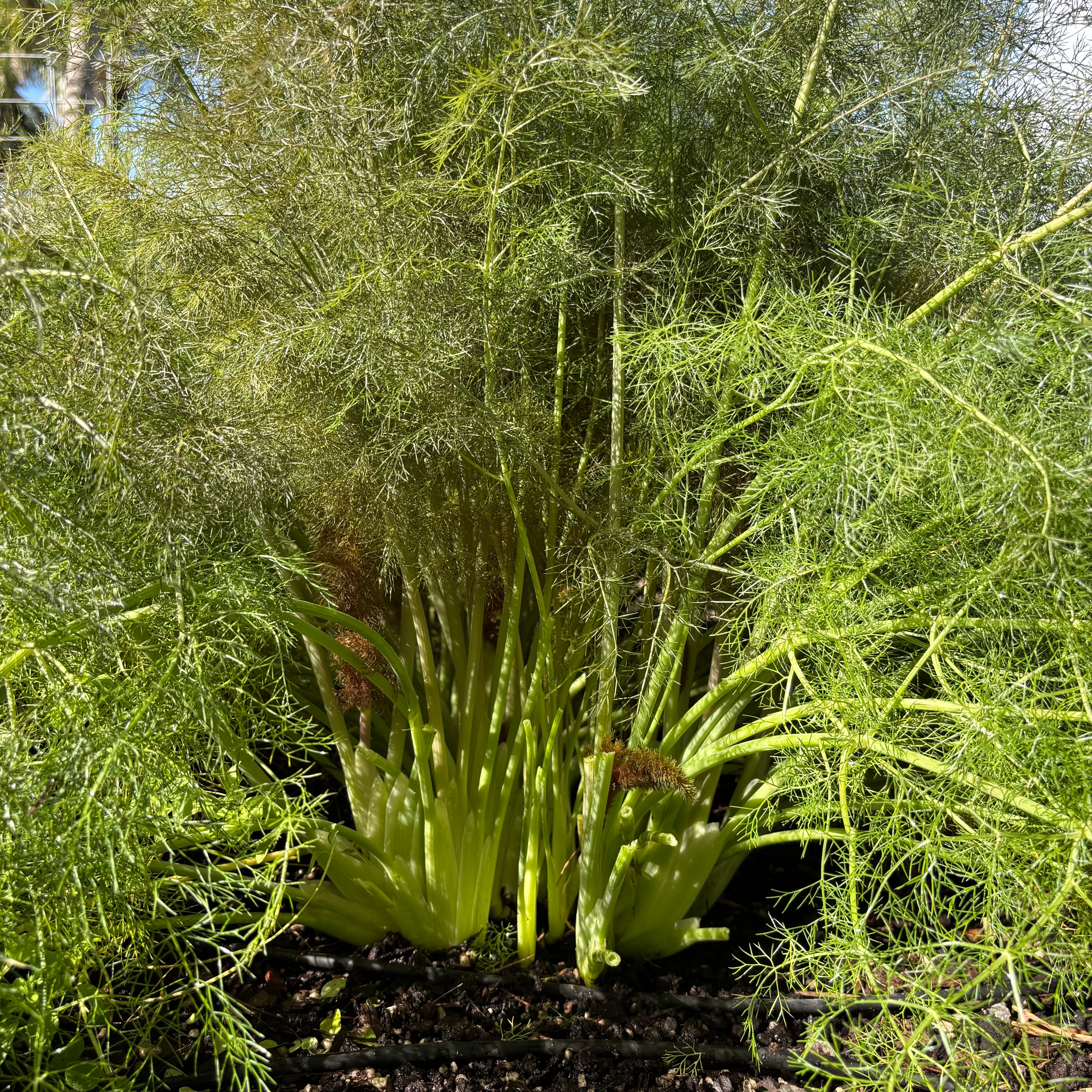 Bronze Fennel