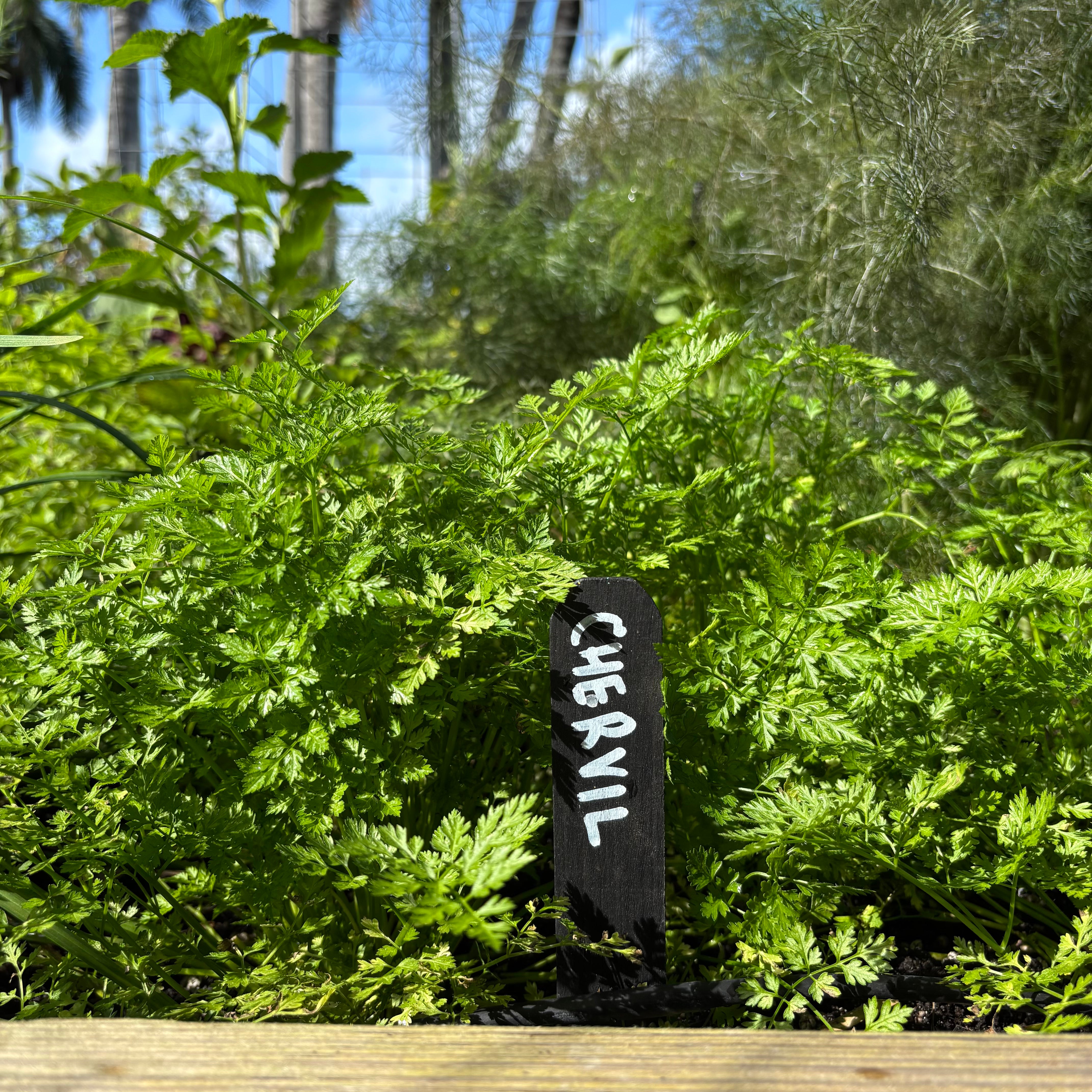 Chervil