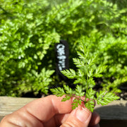 Chervil