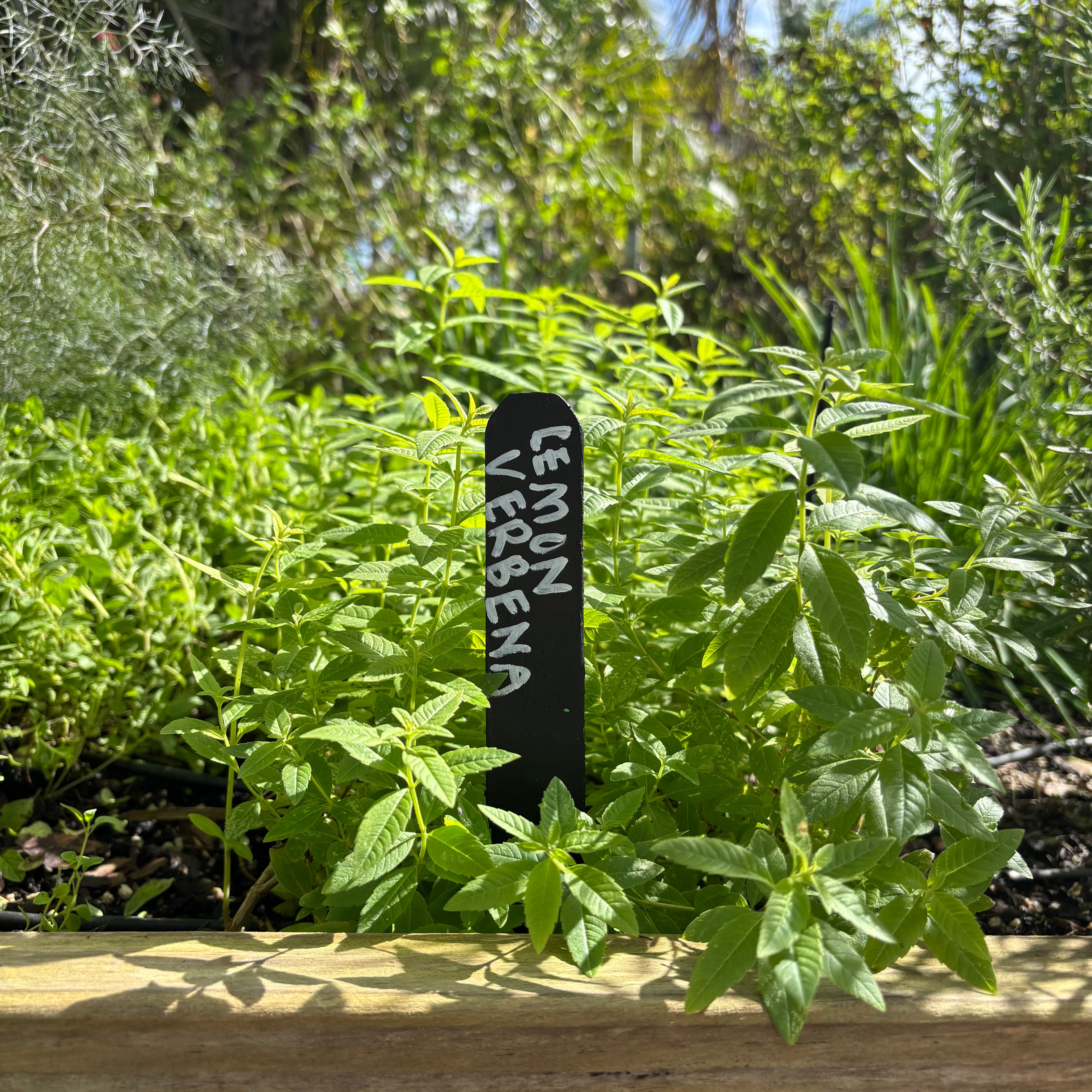 Lemon Verbena