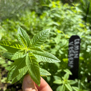 Lemon Verbena