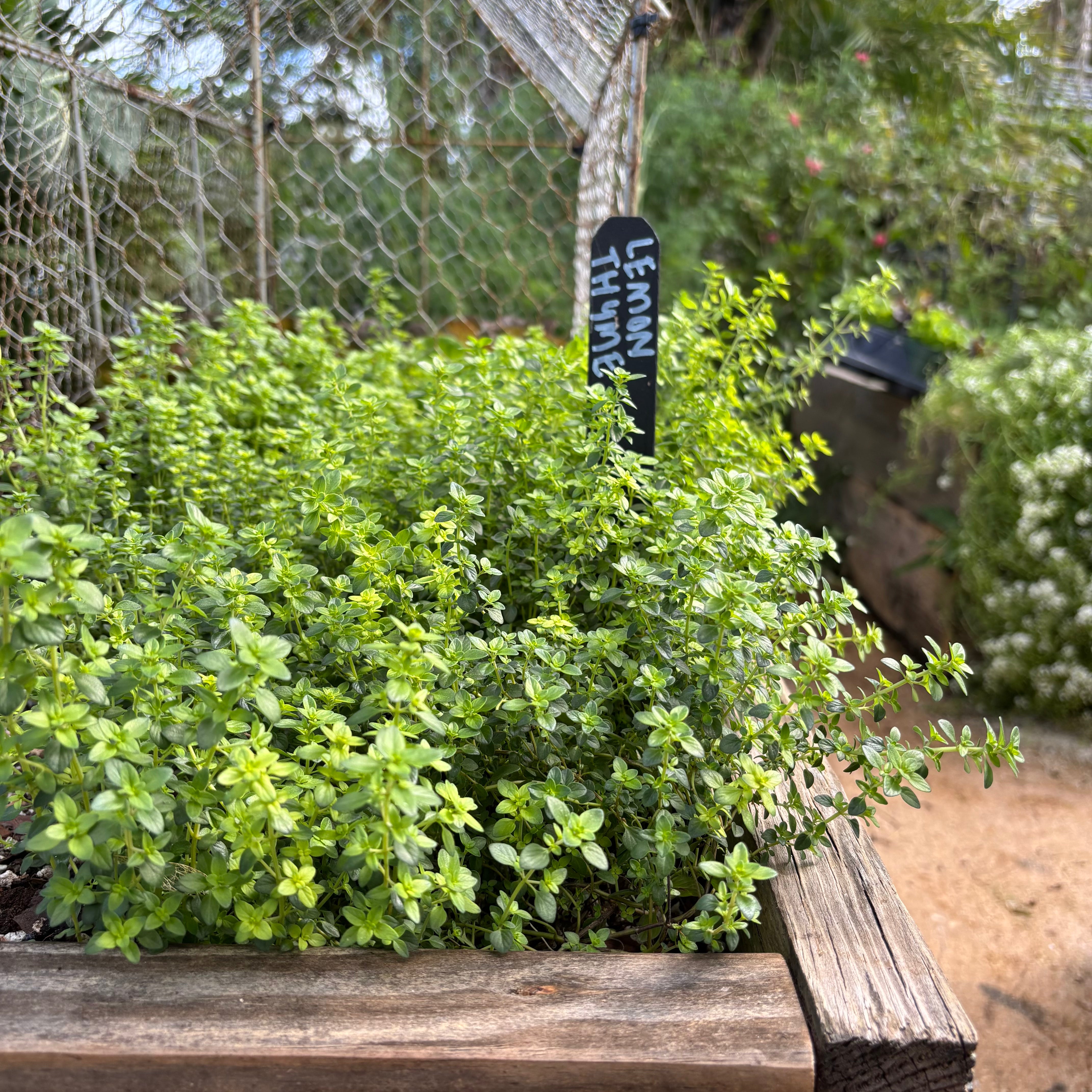 Lemon Thyme