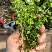 Culinary Thyme