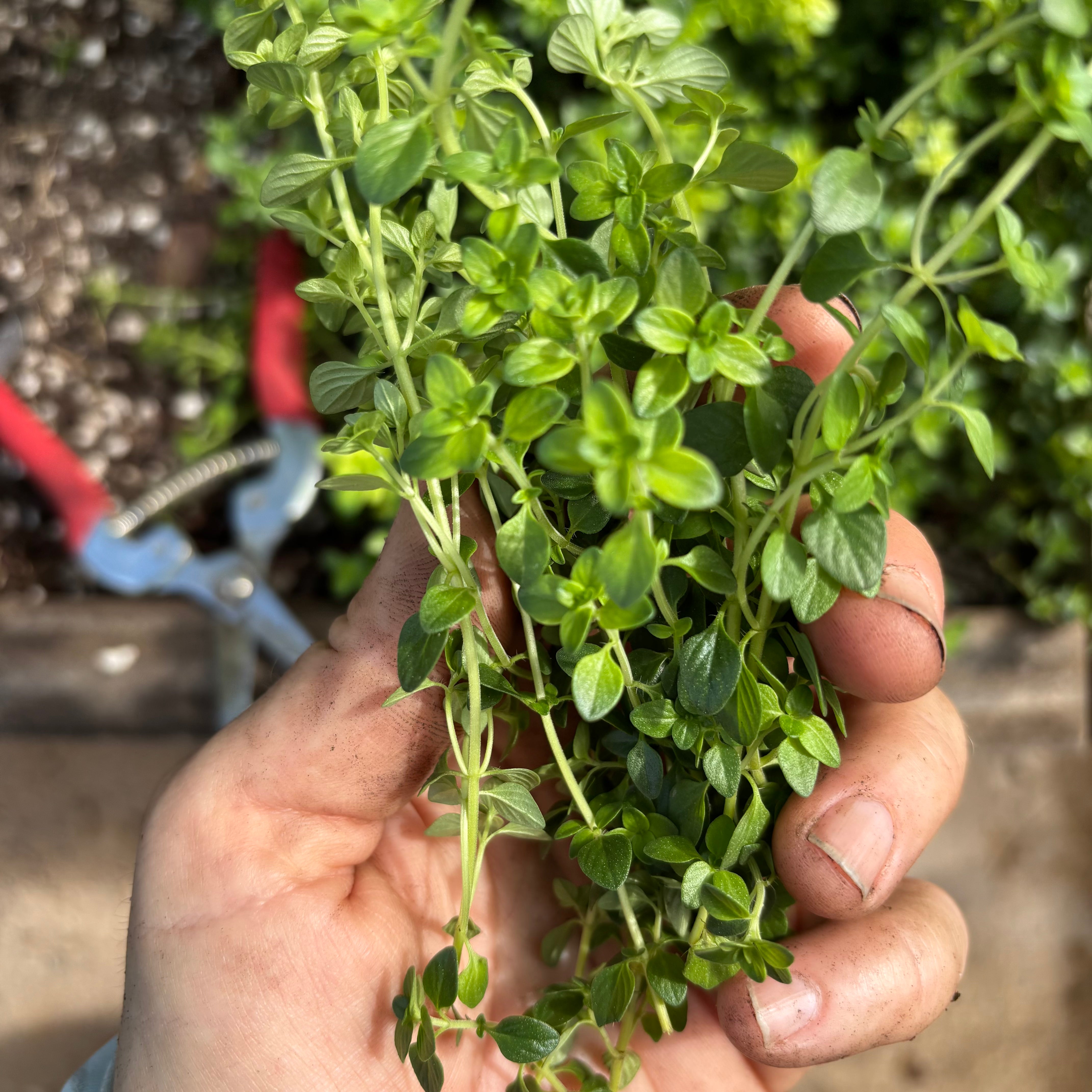 Culinary Thyme