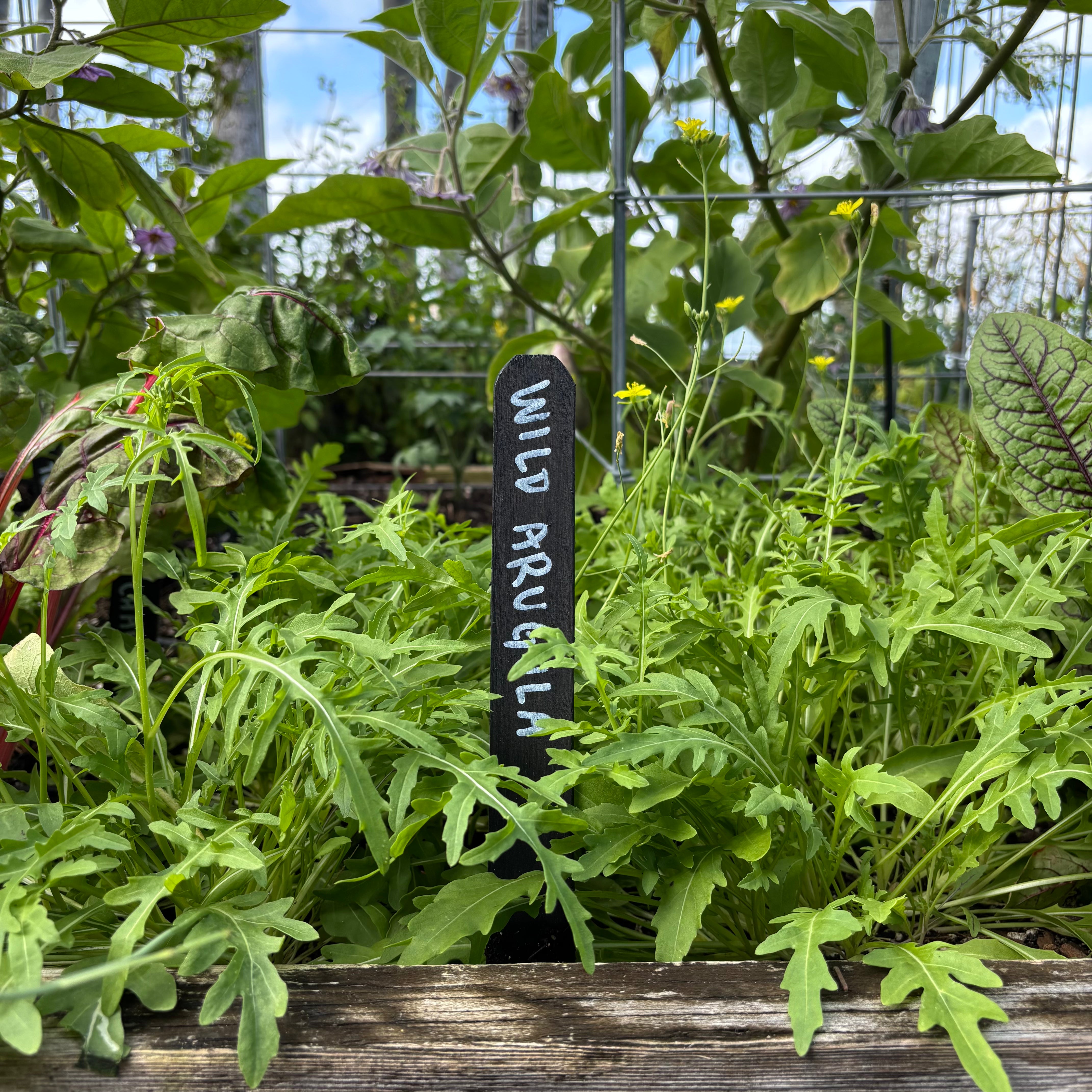 Sylvetta Wild Arugula