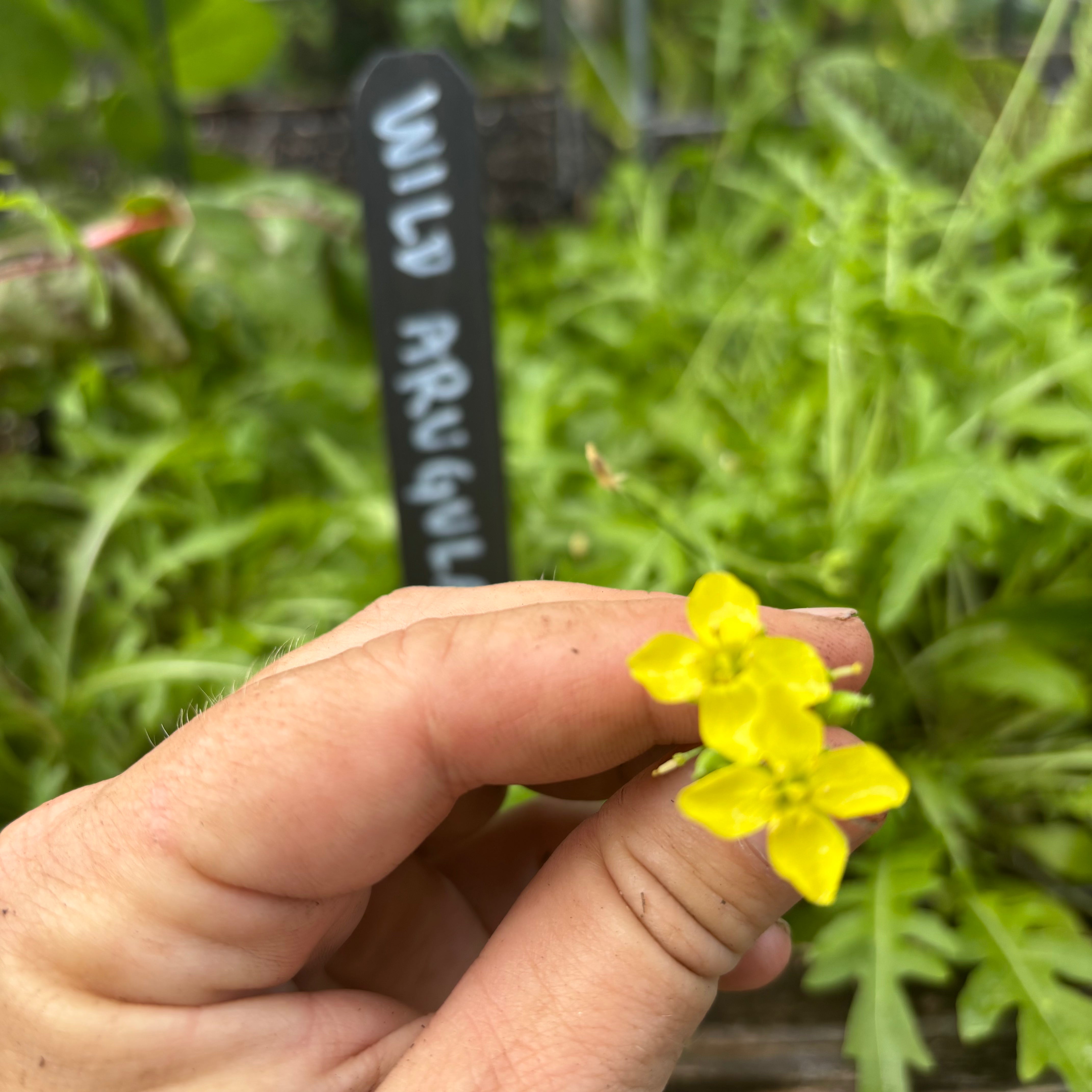 Sylvetta Wild Arugula