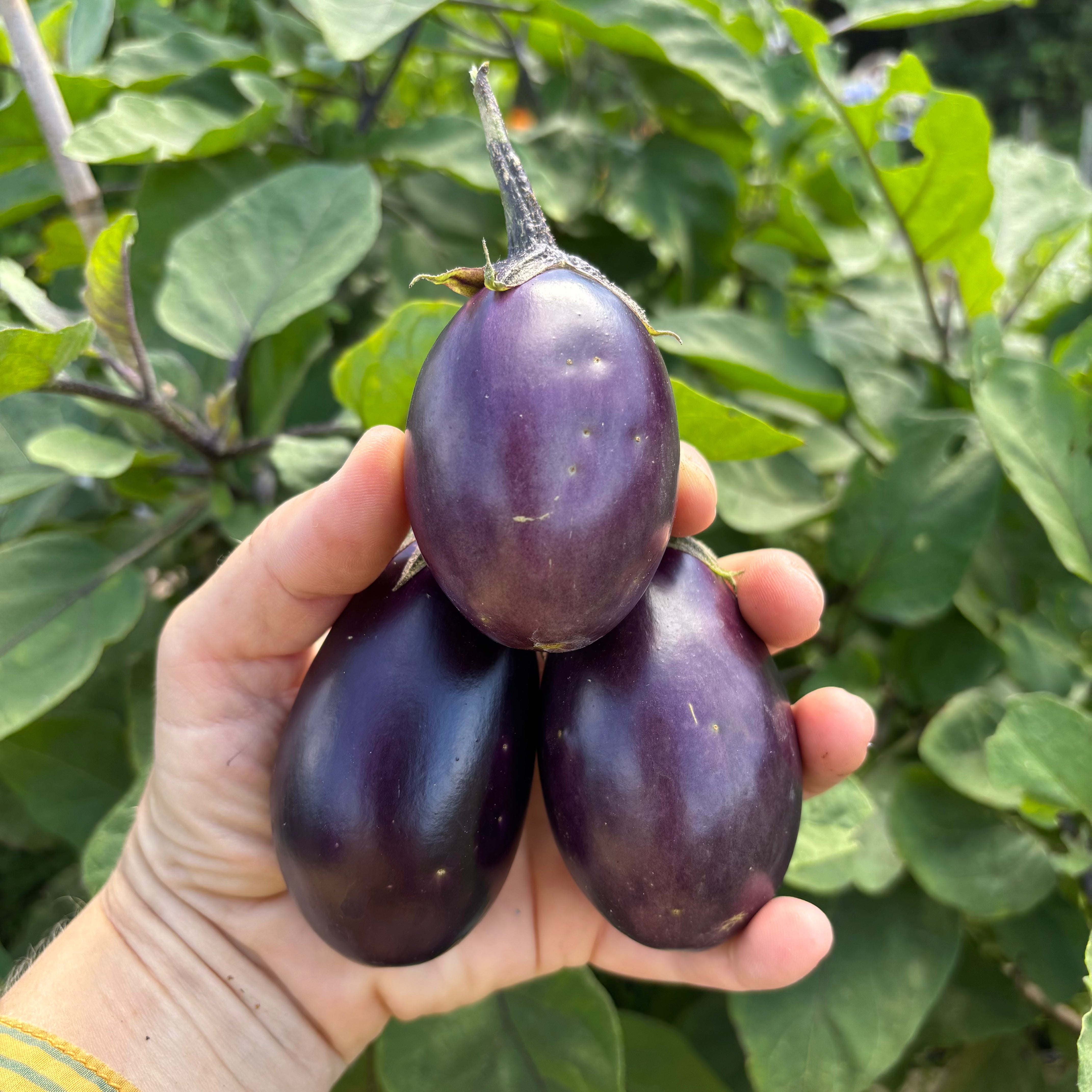 Patio Baby Eggplant