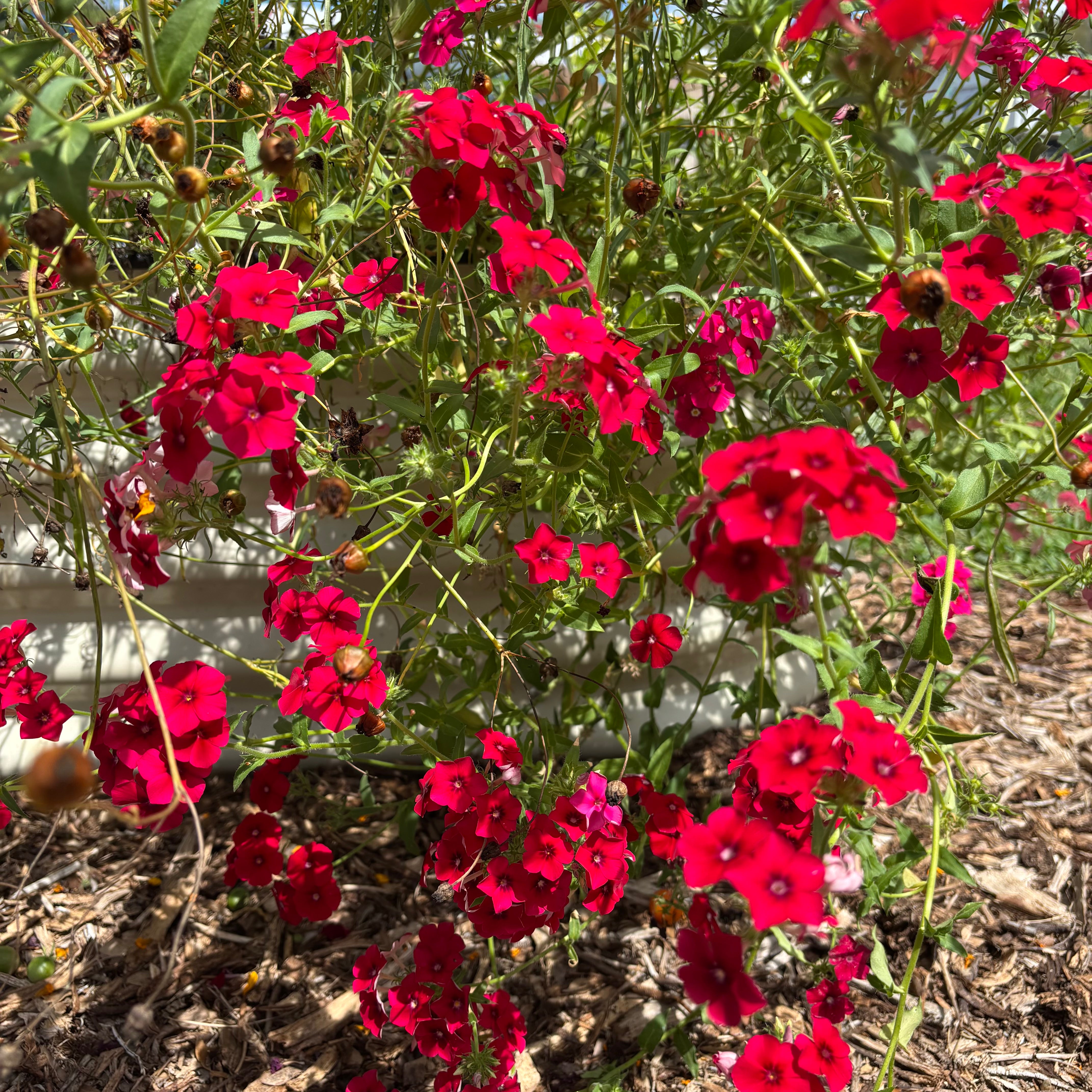 Red Phlox