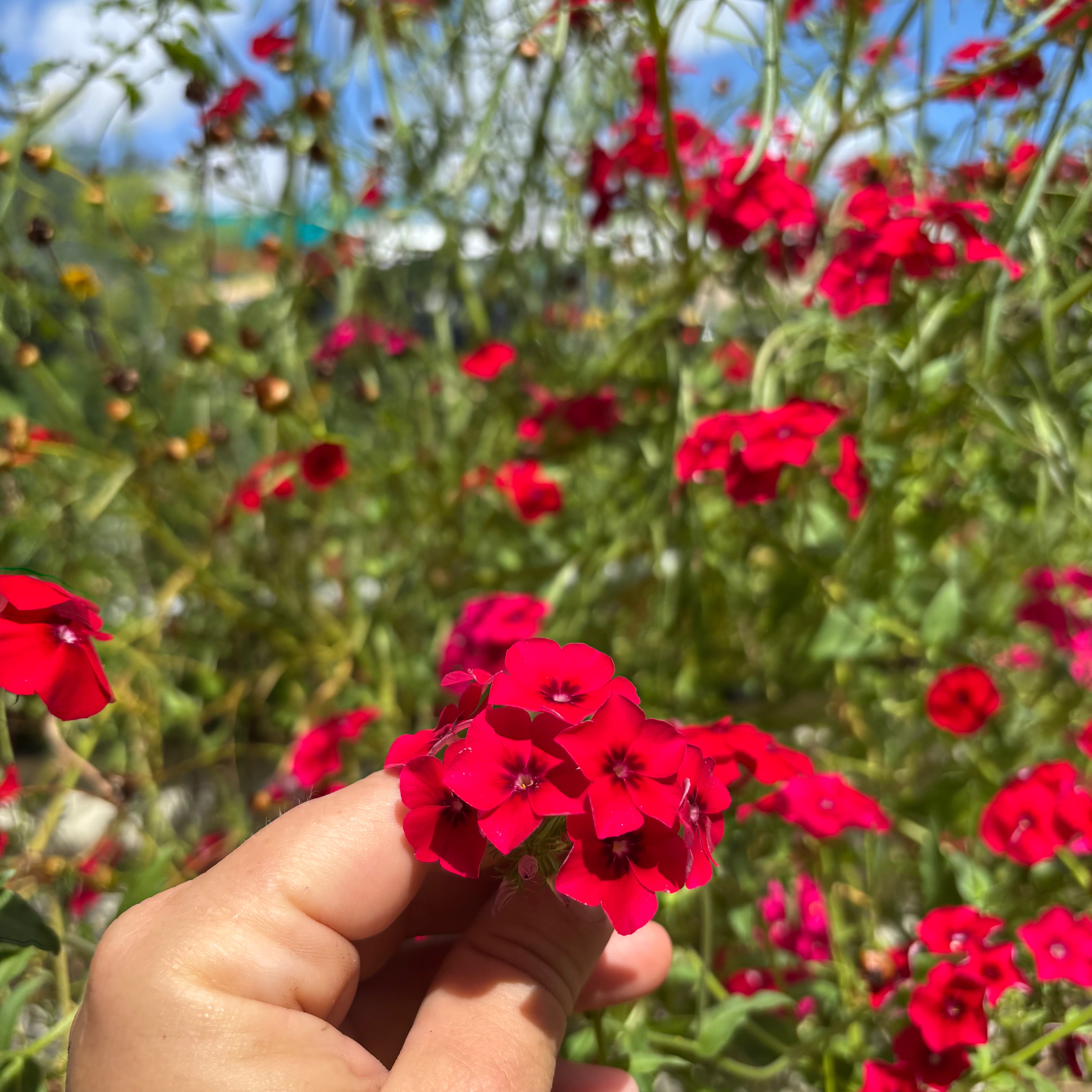 Red Phlox