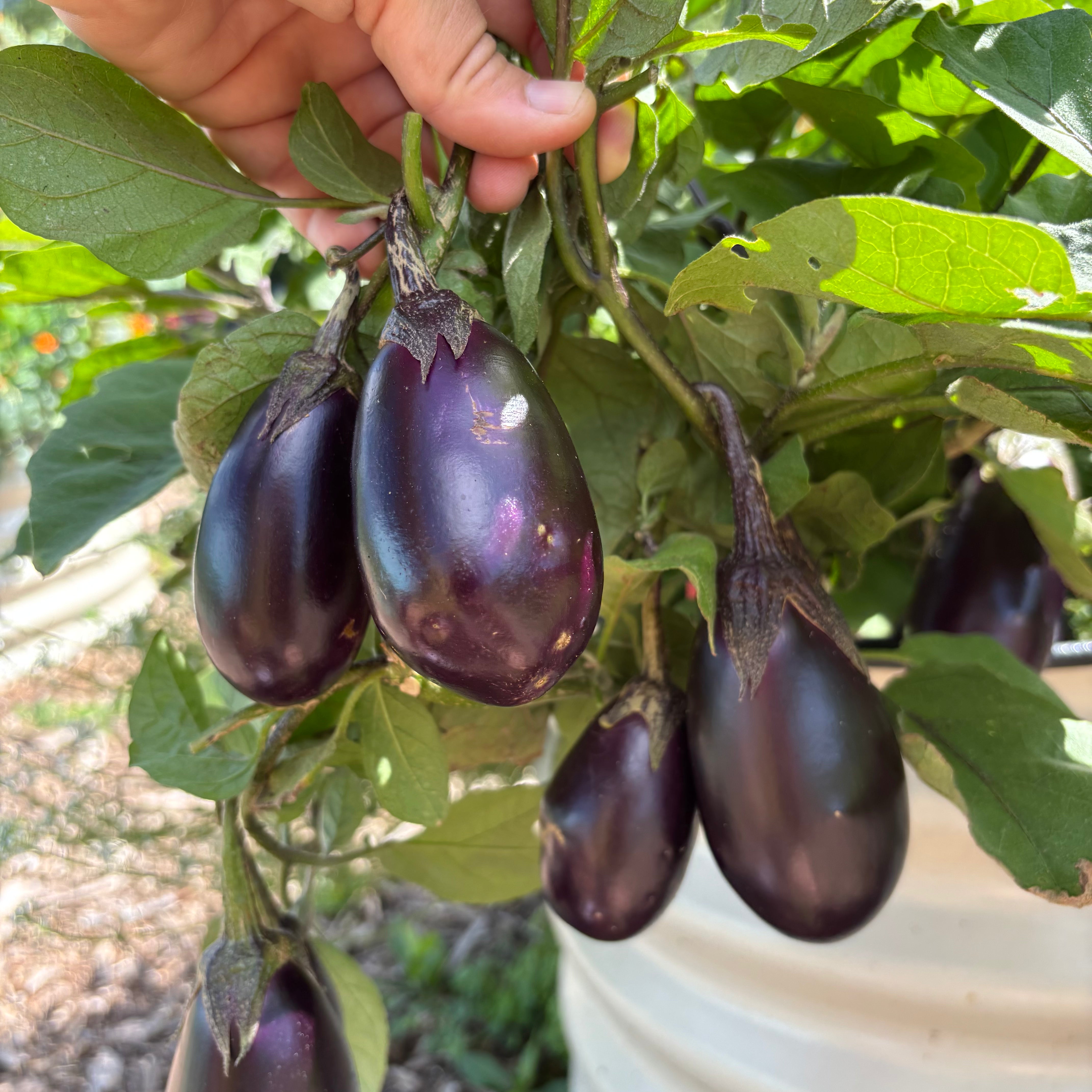 Patio Baby Eggplant