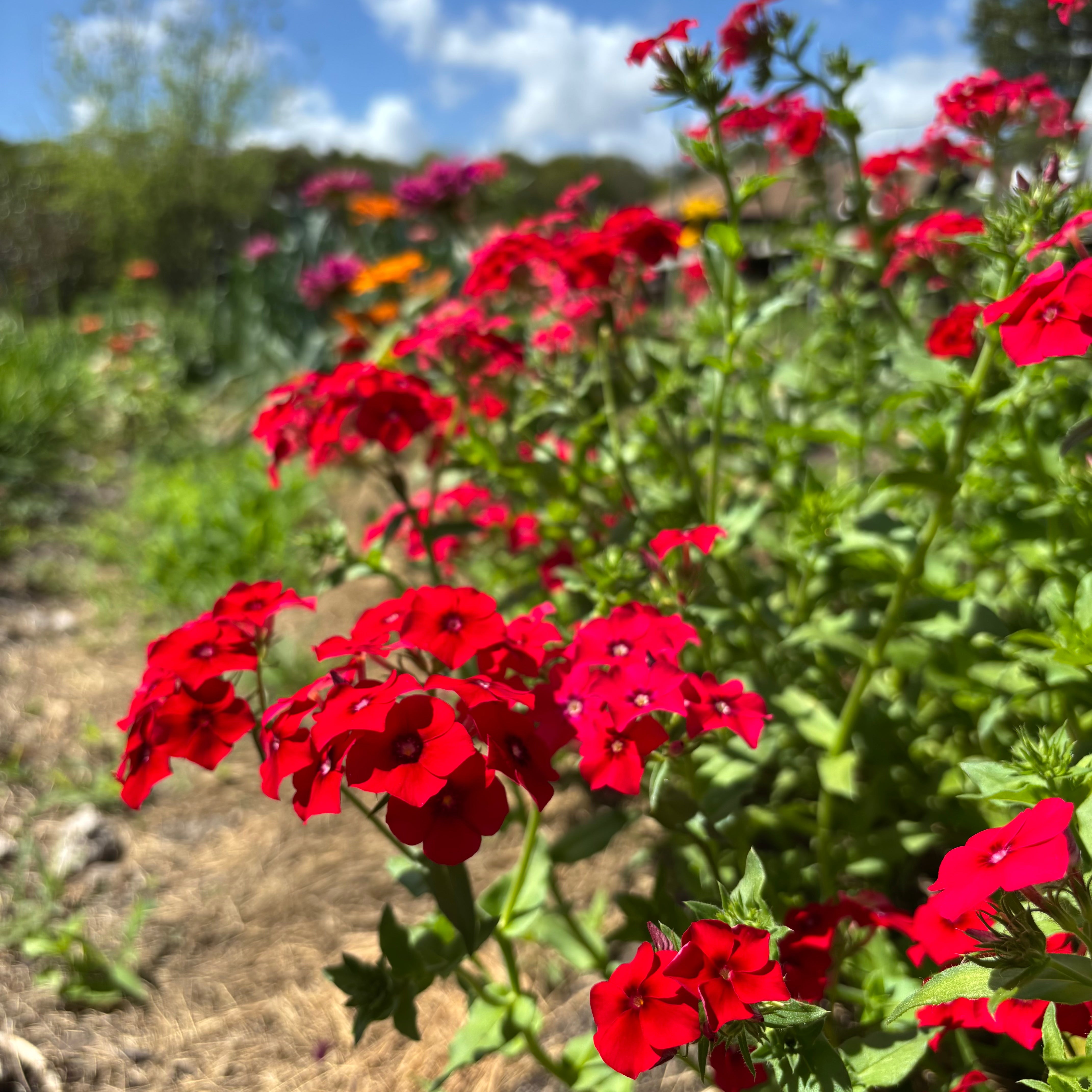 Red Phlox