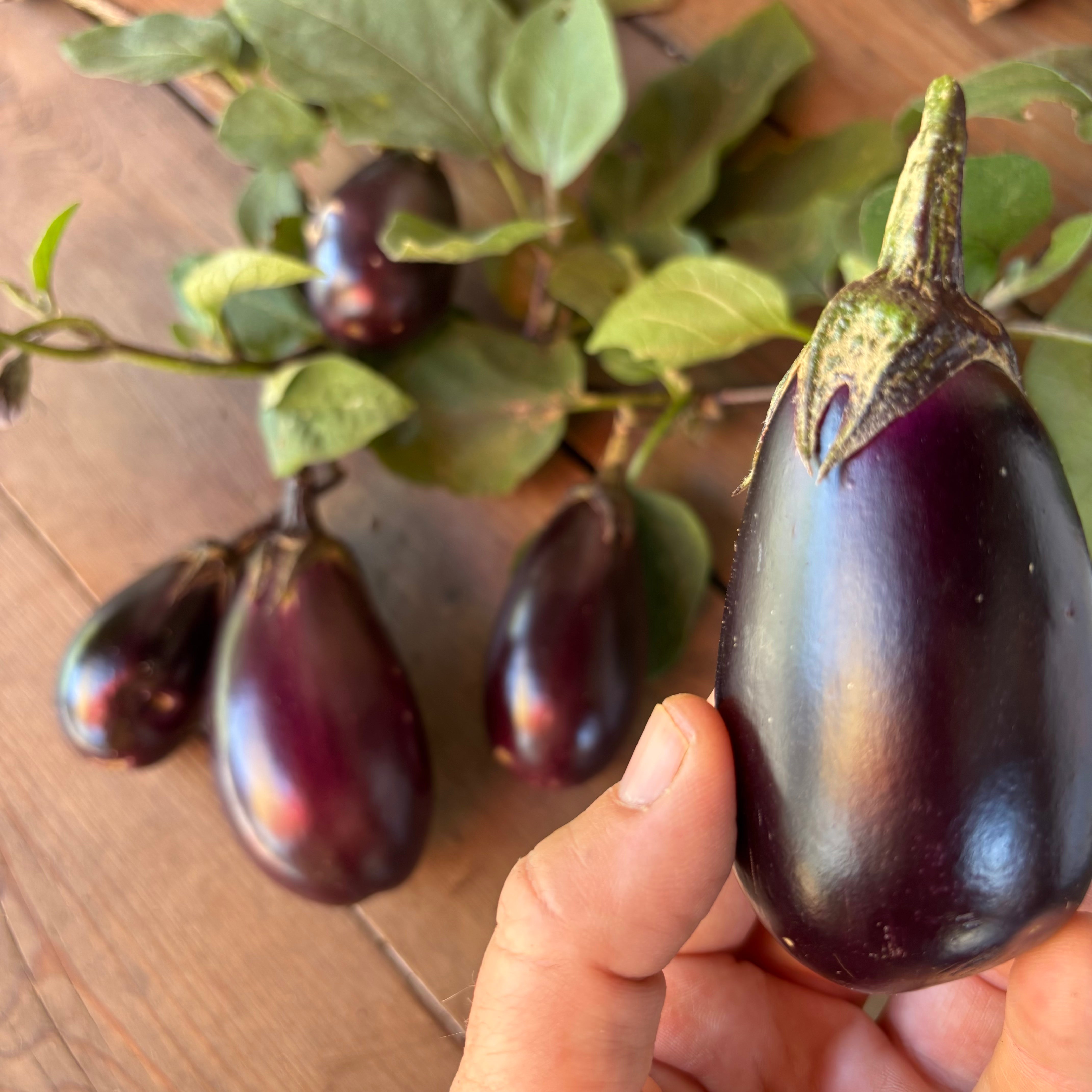 Patio Baby Eggplant
