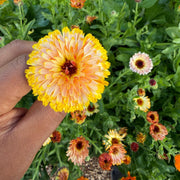 Flashback Calendula