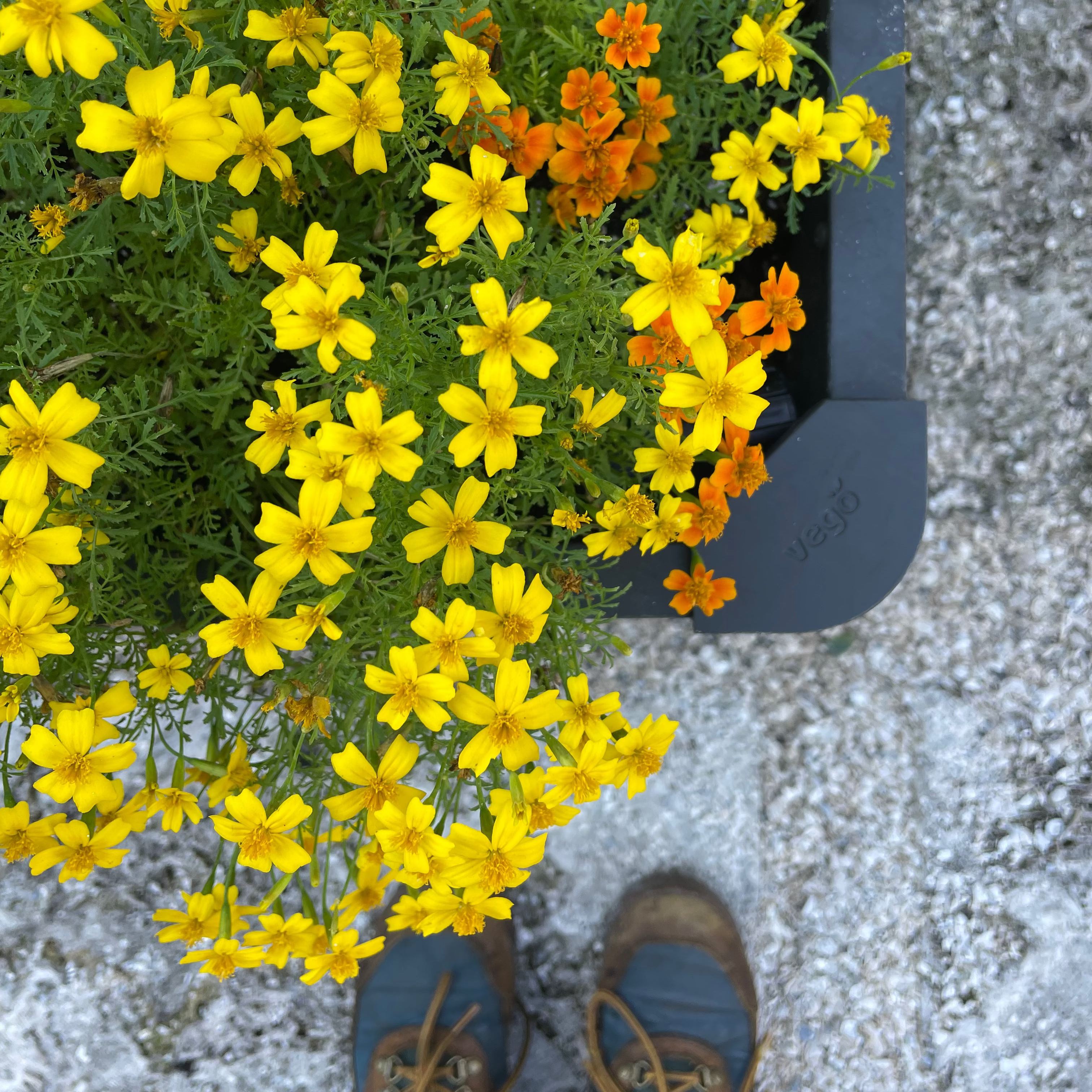 Citrus Gem Marigolds