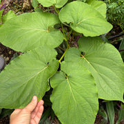 Hoja Santa