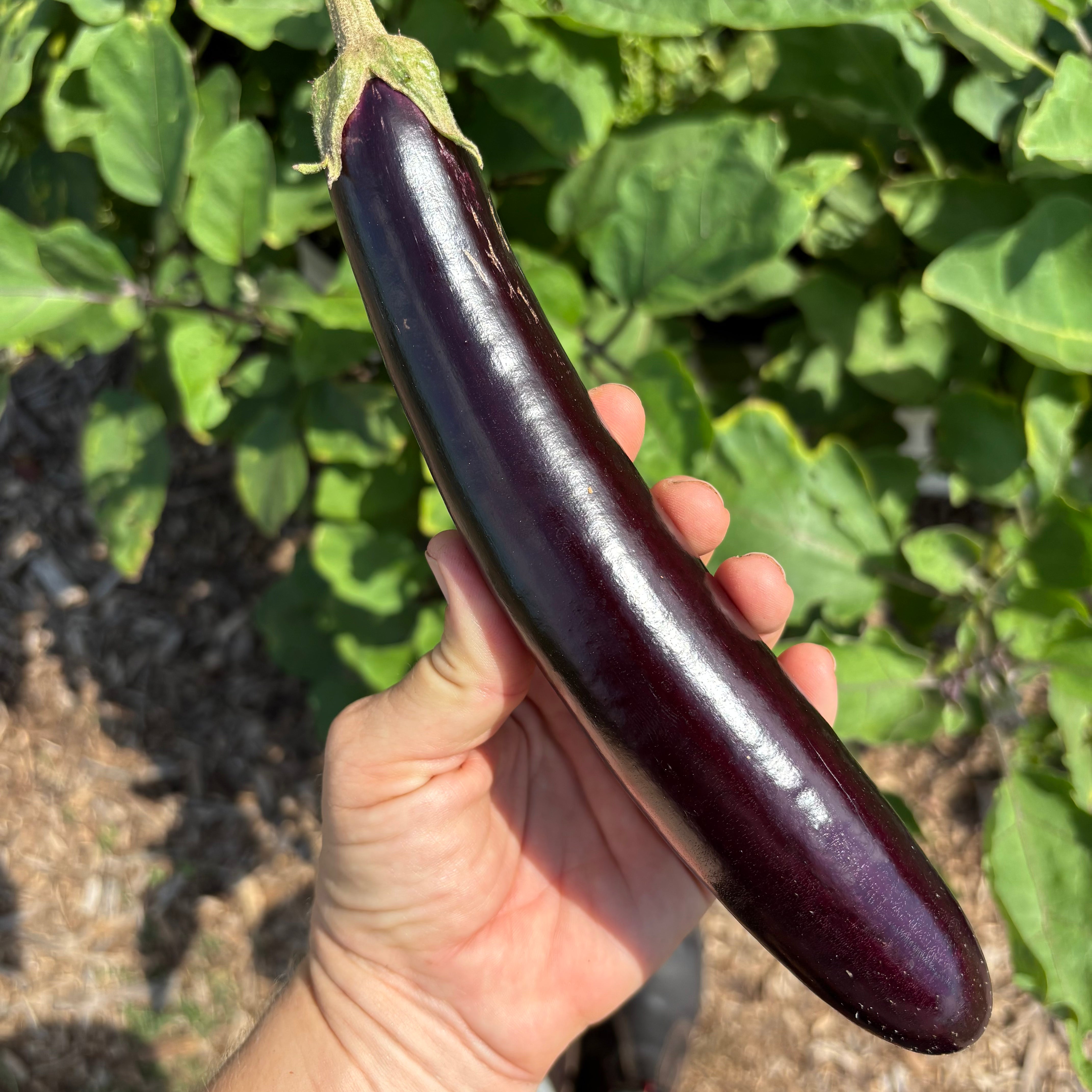 Ping Tung Eggplant