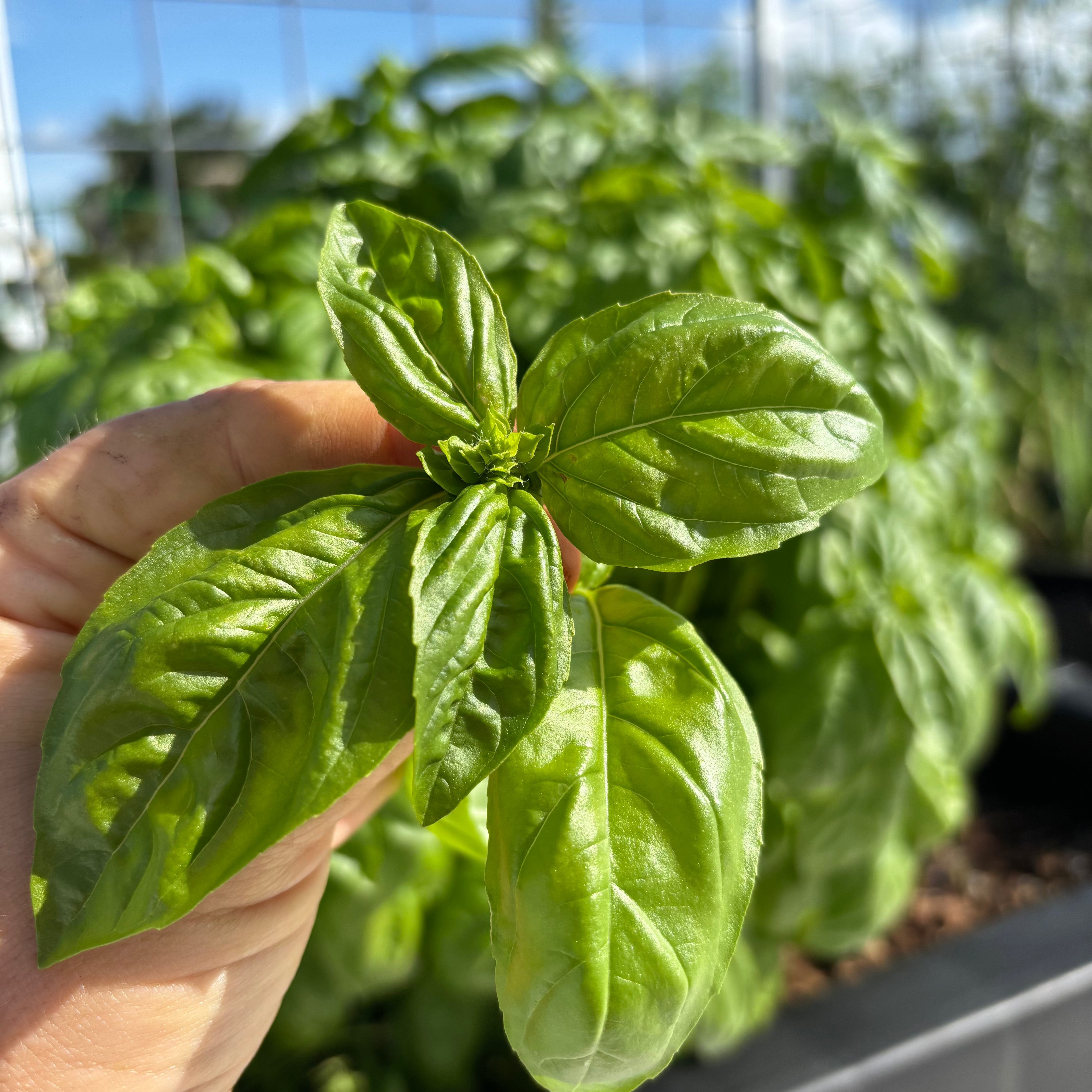 Prospera Genovese Basil