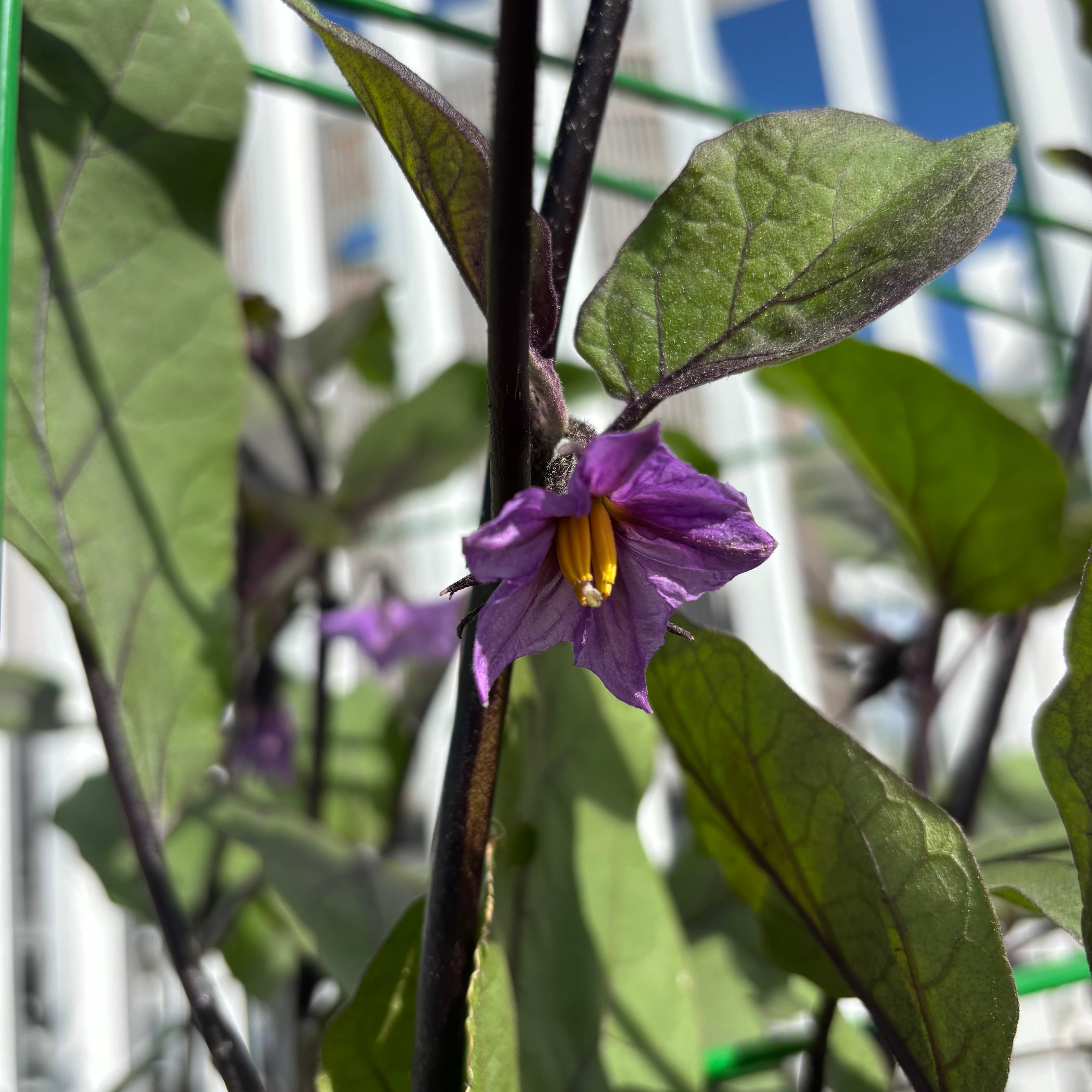 Ping Tung Eggplant