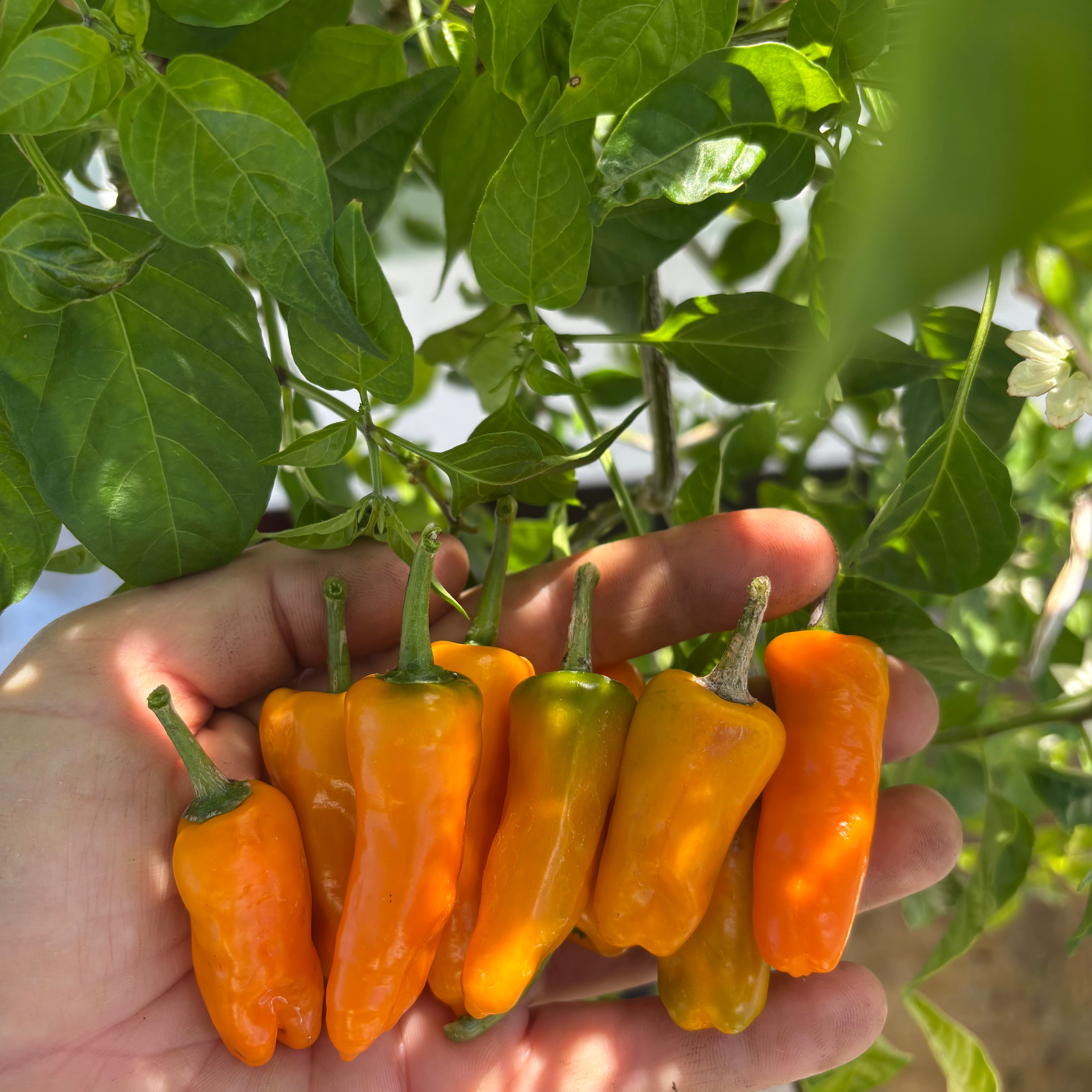 Datil Pepper
