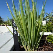 Scallions