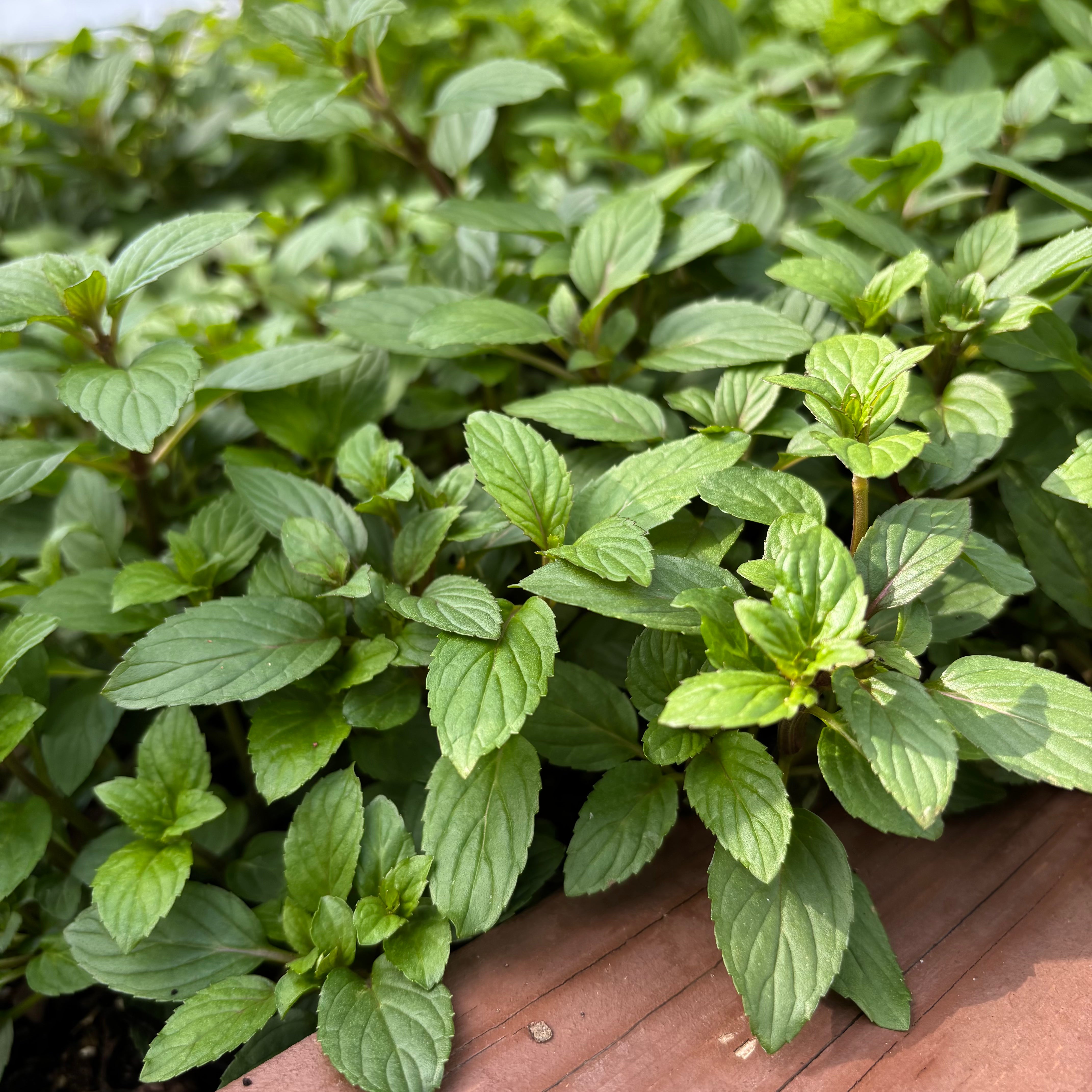 Peppermint