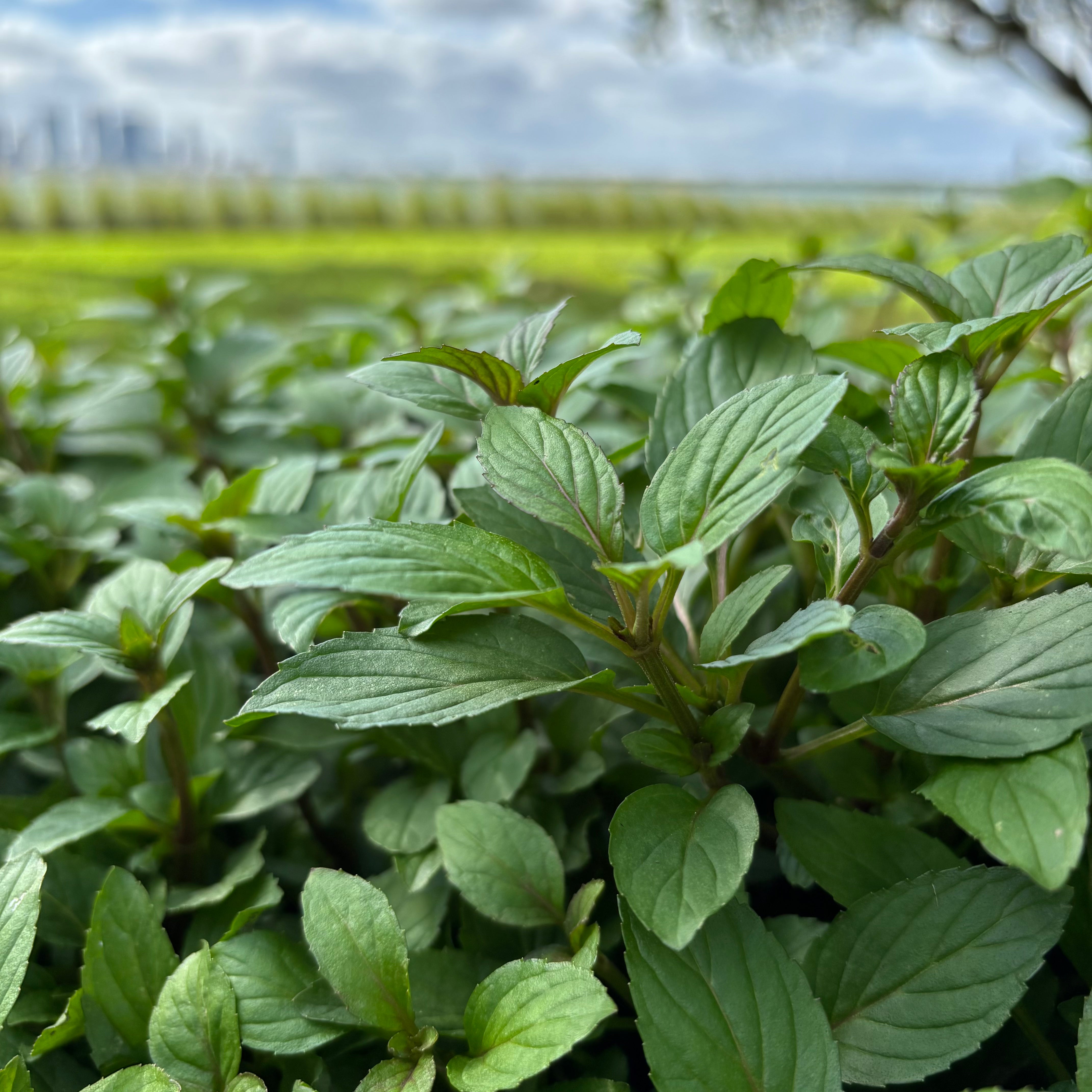 Peppermint