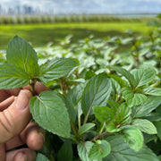 Peppermint