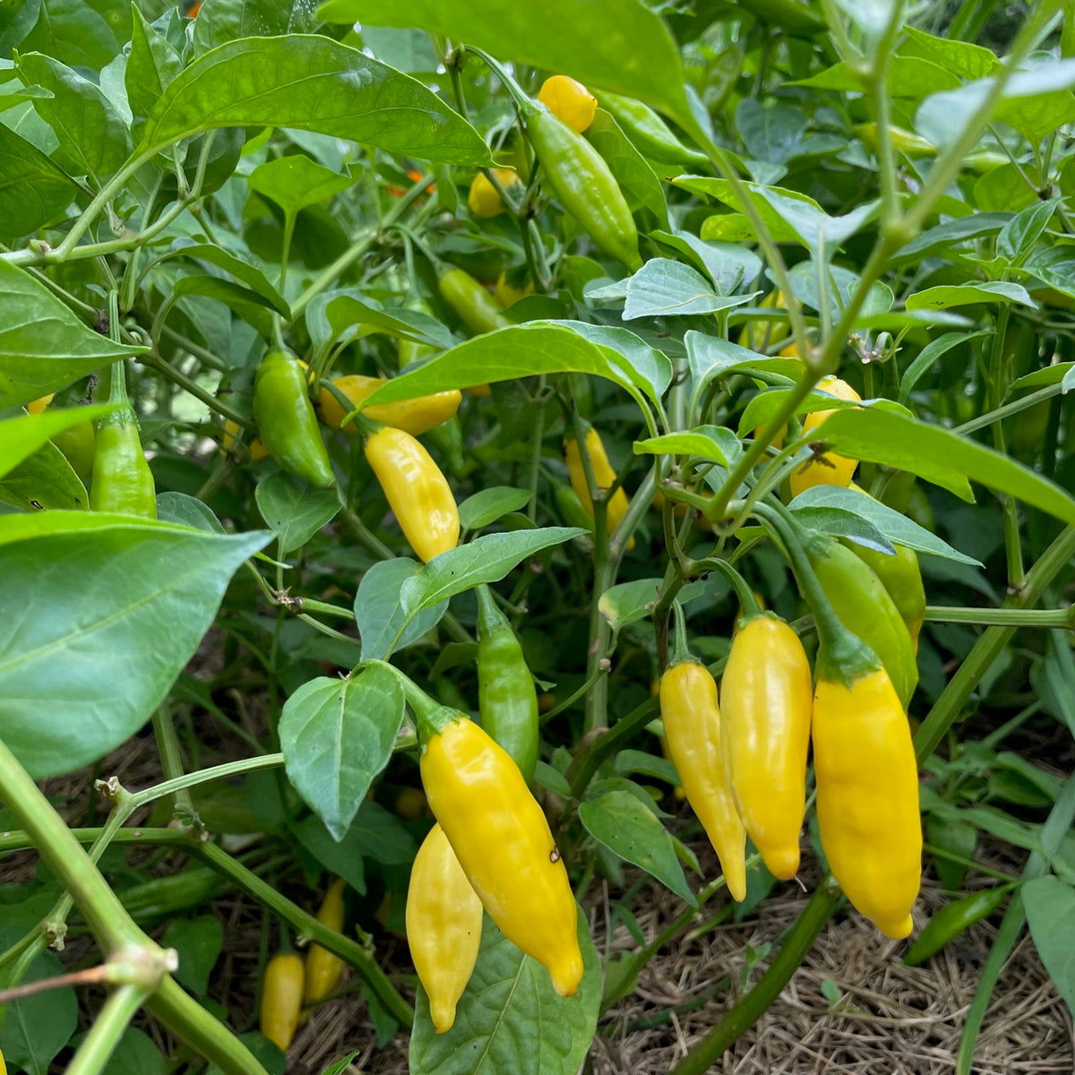 Lemon Drop Pepper