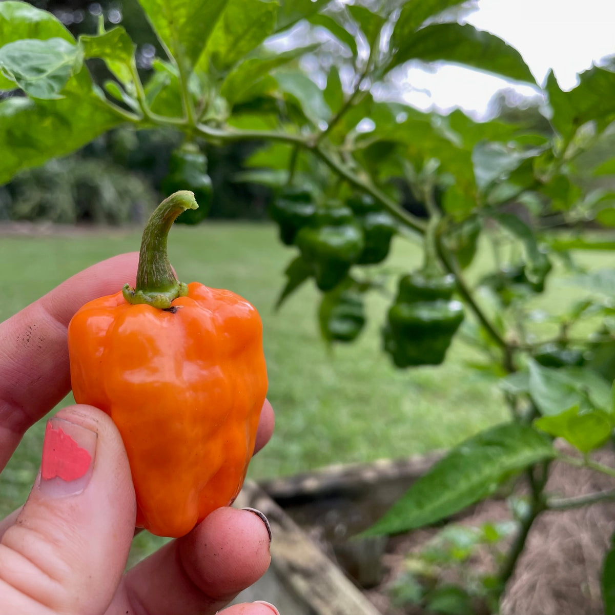 Helios Habanero Pepper