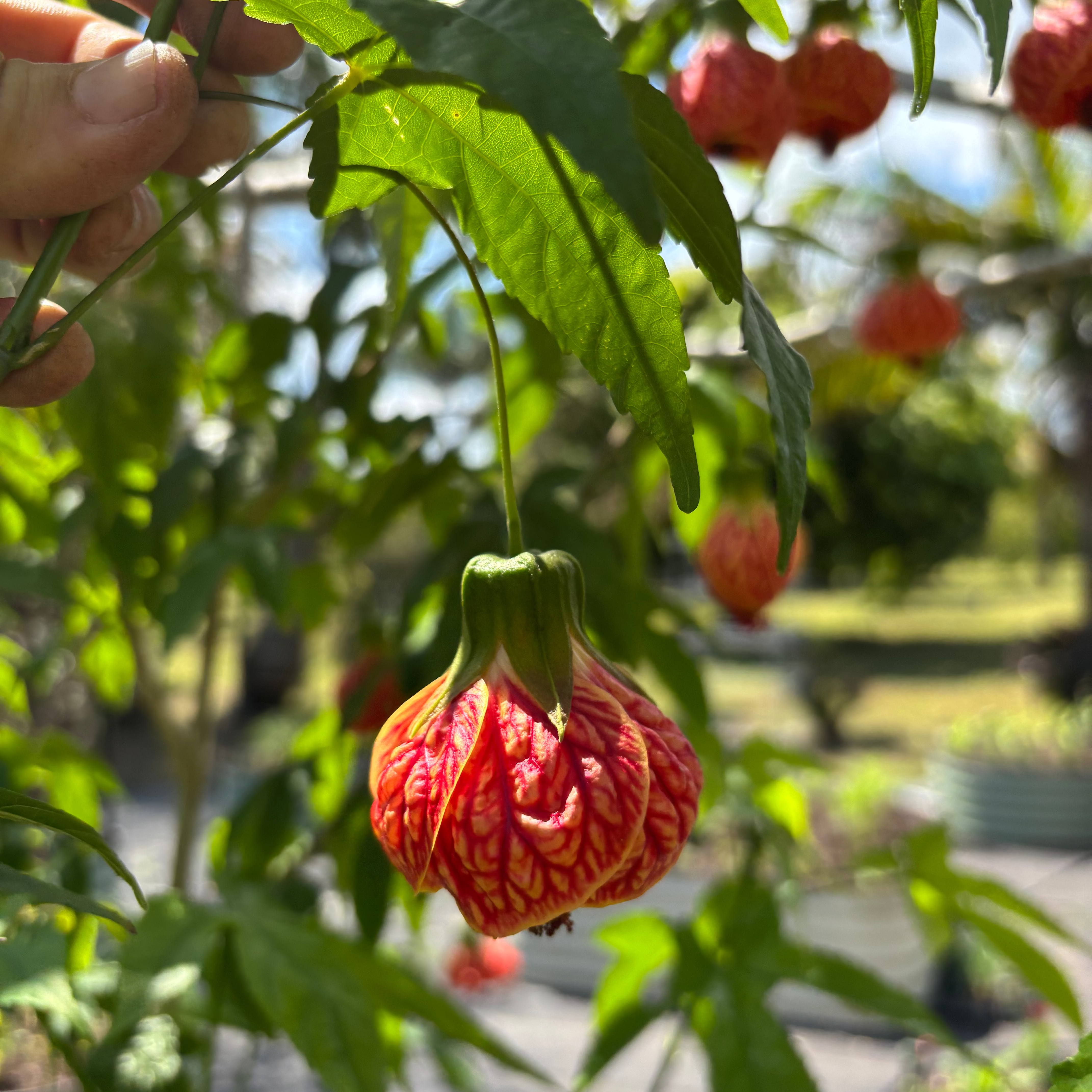 Chinese Lantern, Abutilon