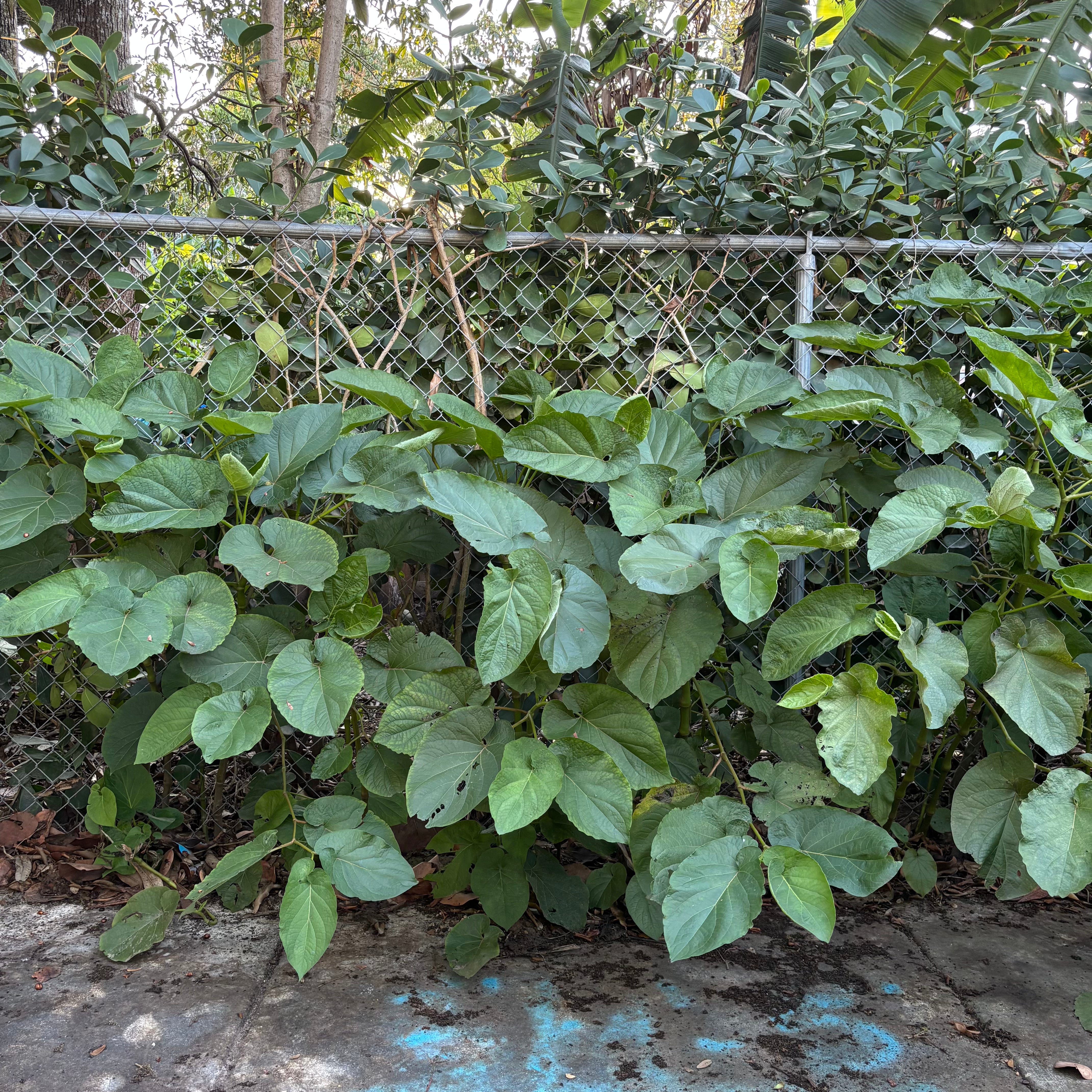 Hoja Santa