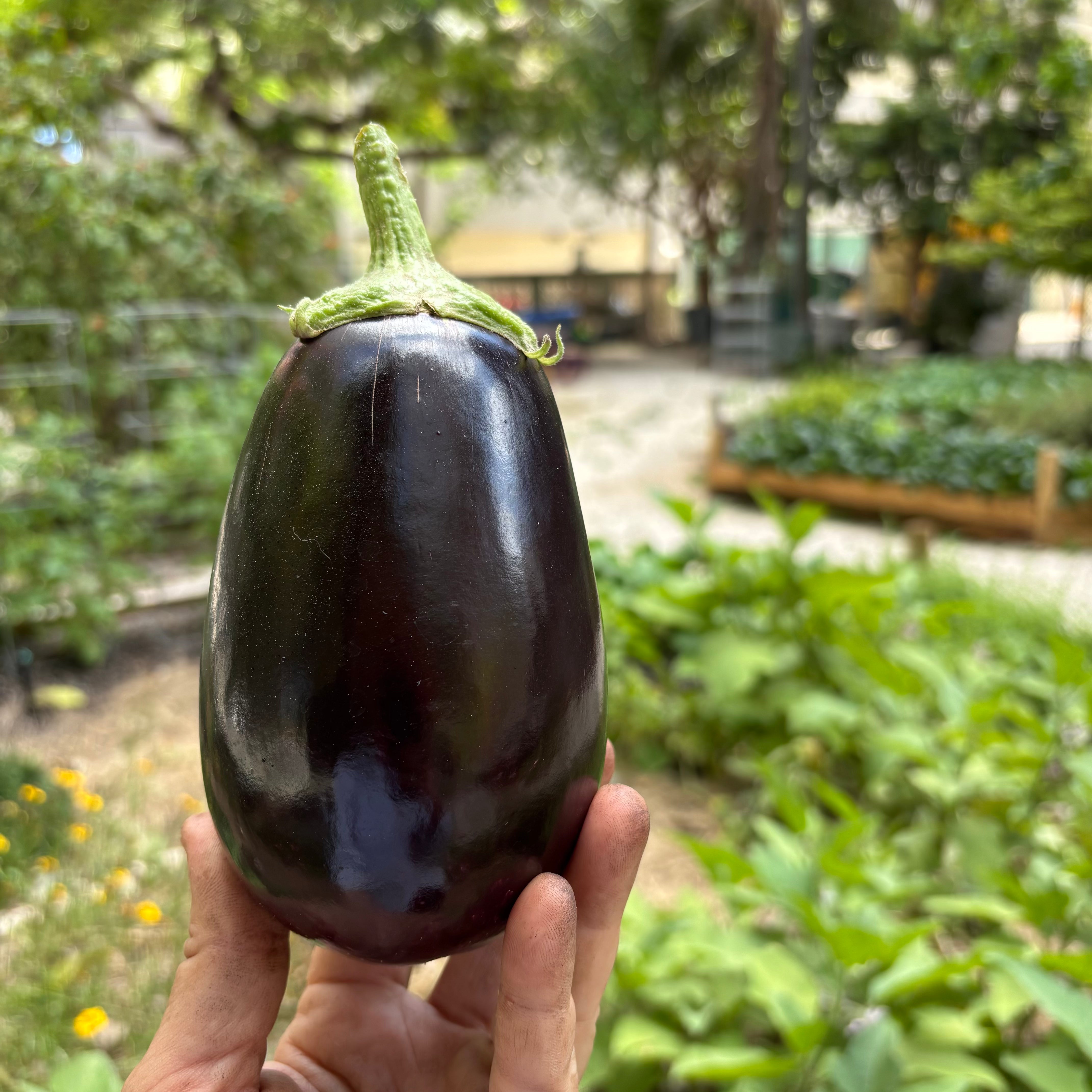 Galine Eggplant