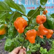 Helios Habanero Pepper
