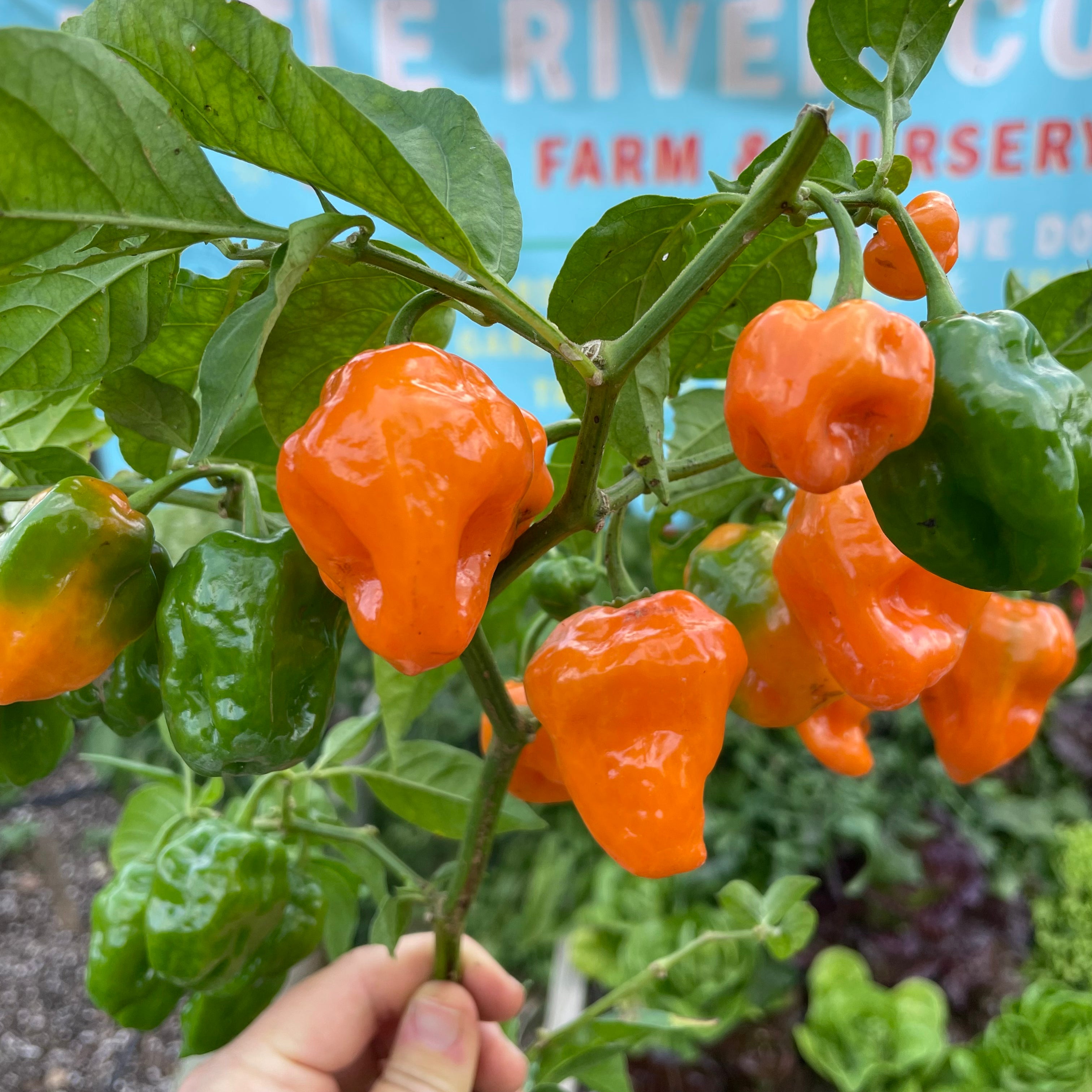 Helios Habanero Pepper