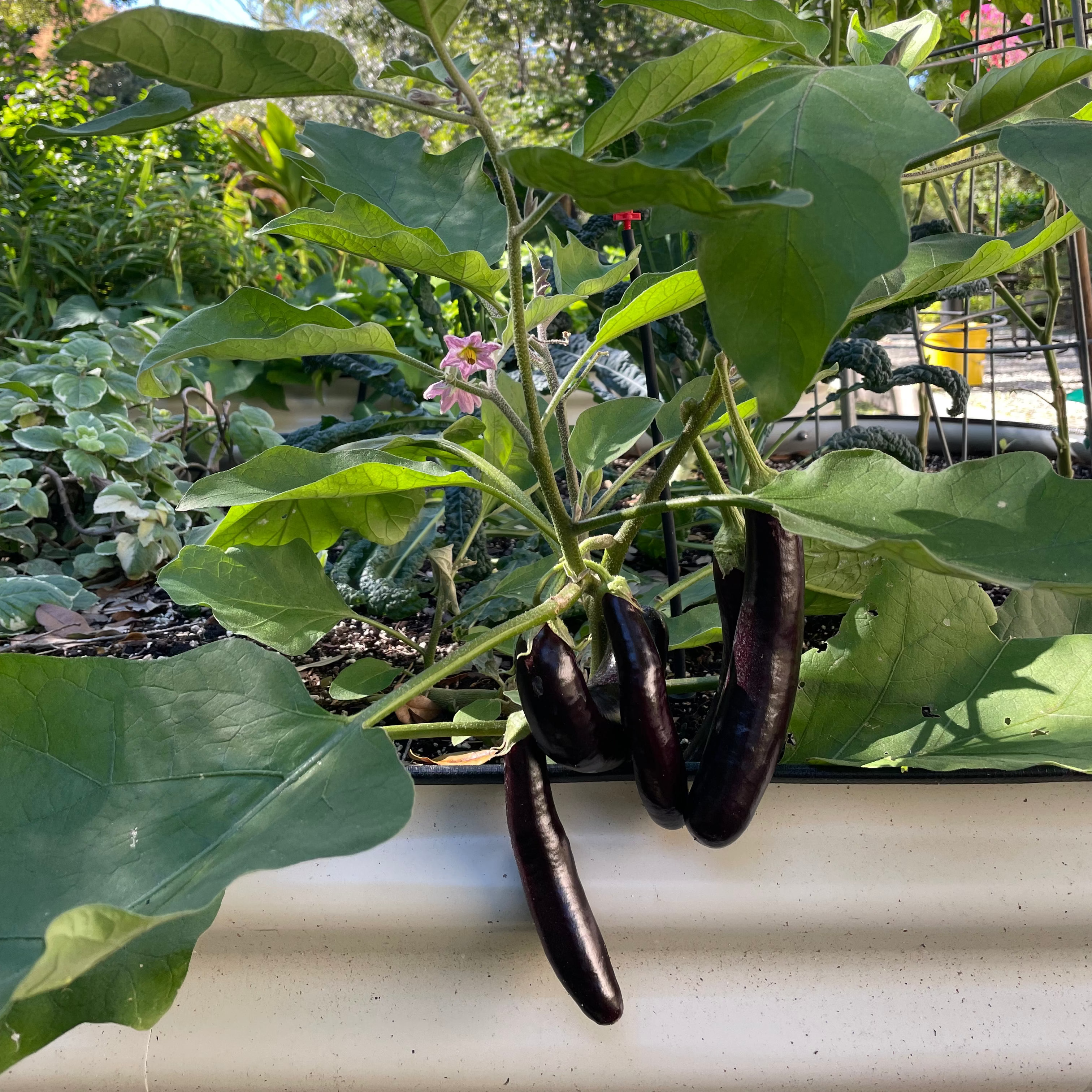 Ping Tung Eggplant