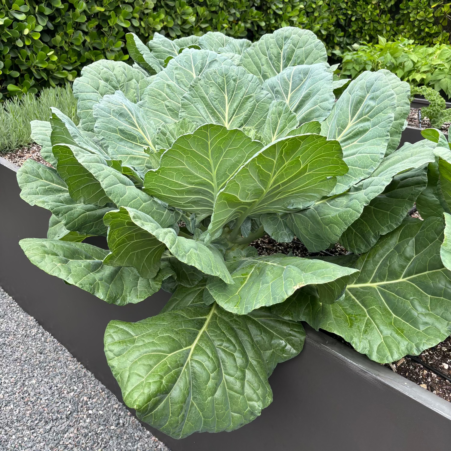 Collard Greens
