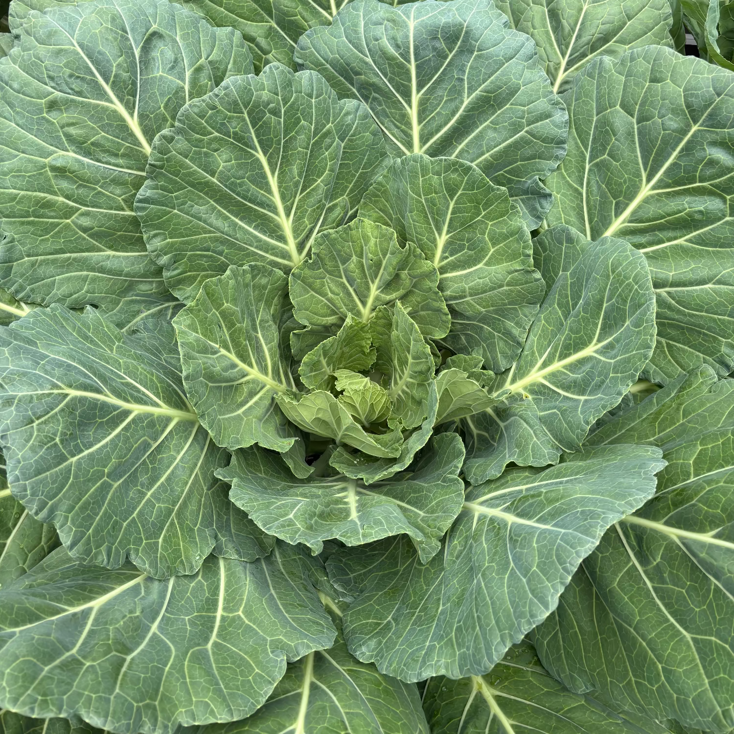 Collard Greens