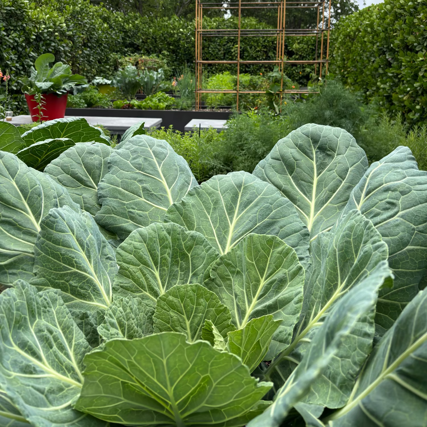 Collard Greens