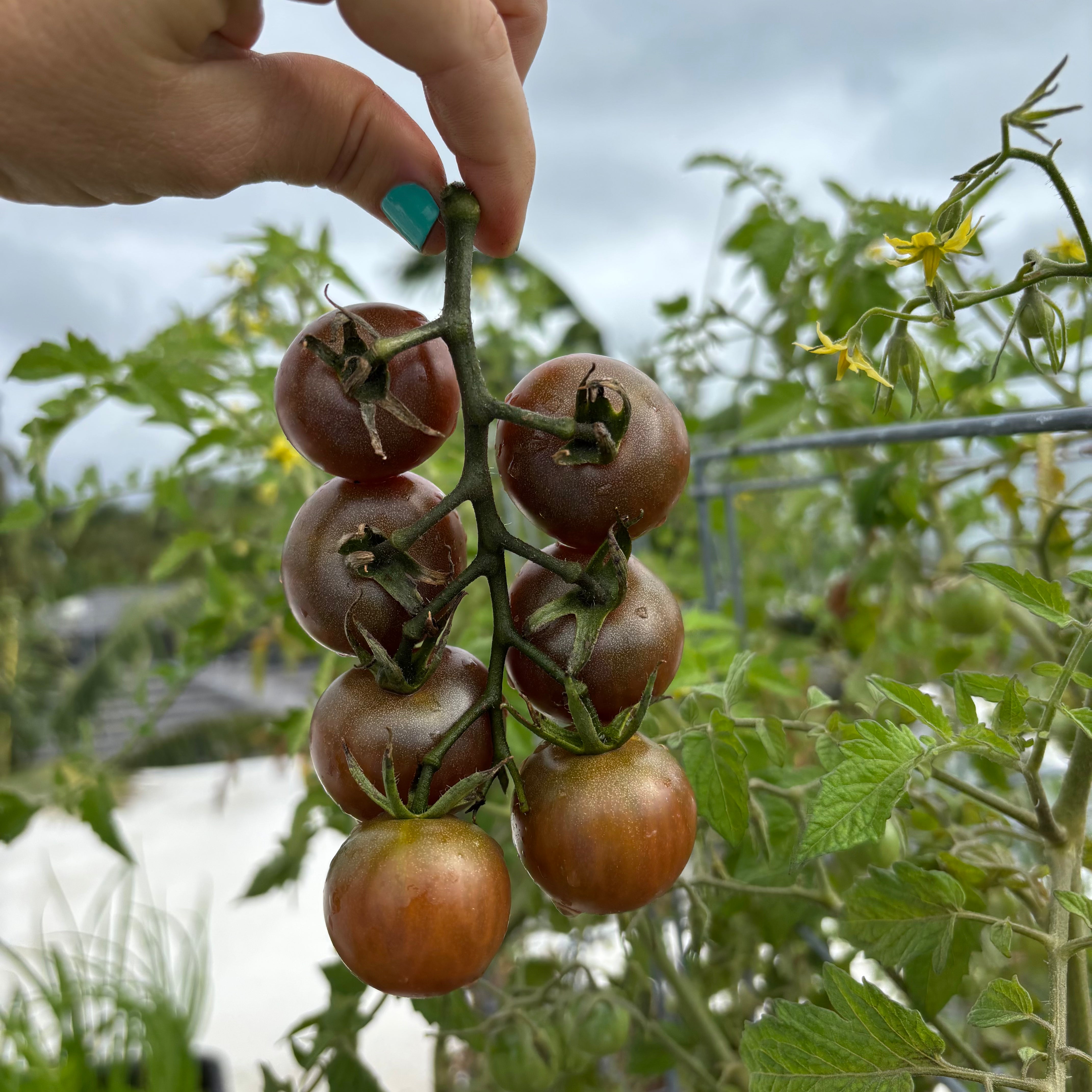 Black Cherry Tomato