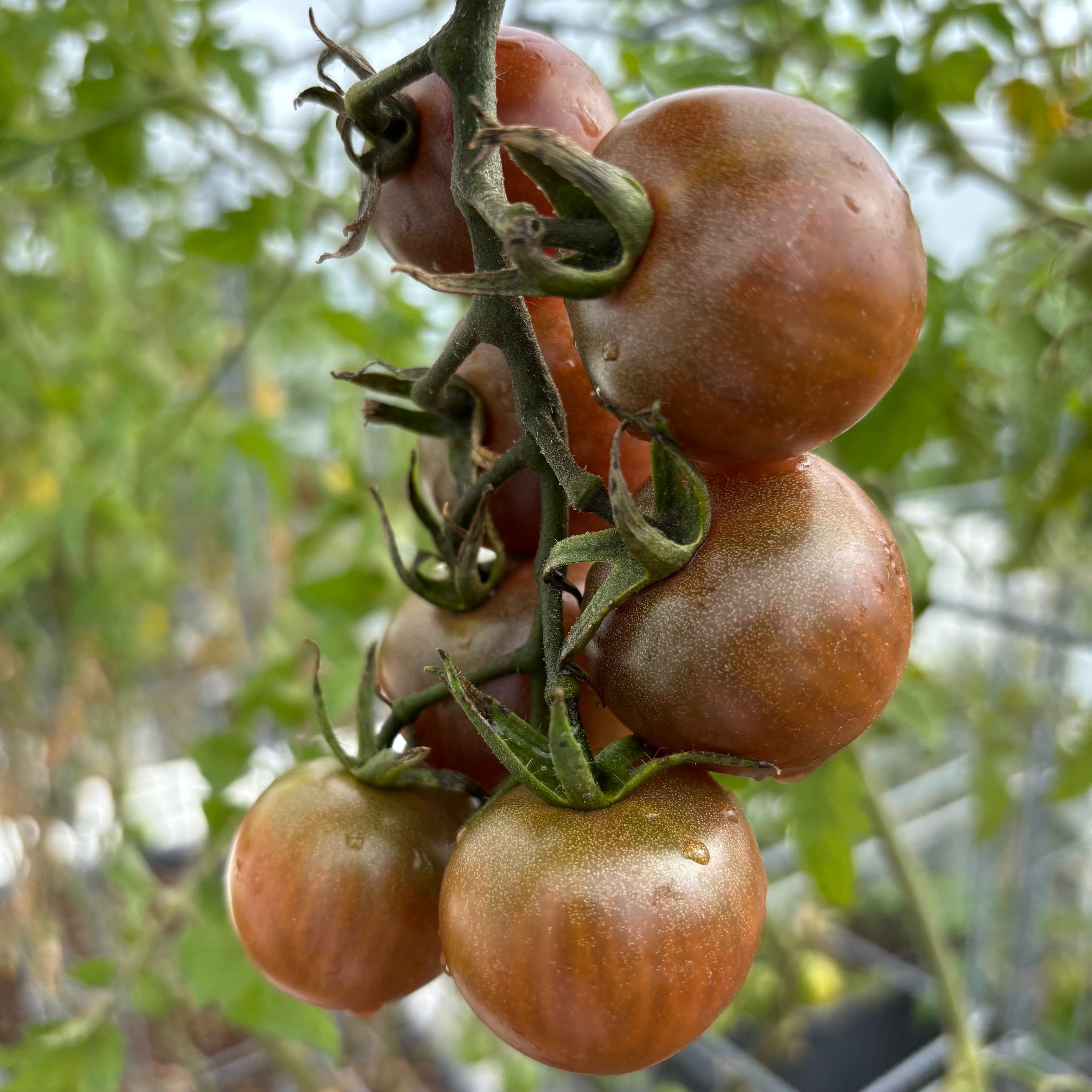 Black Cherry Tomato