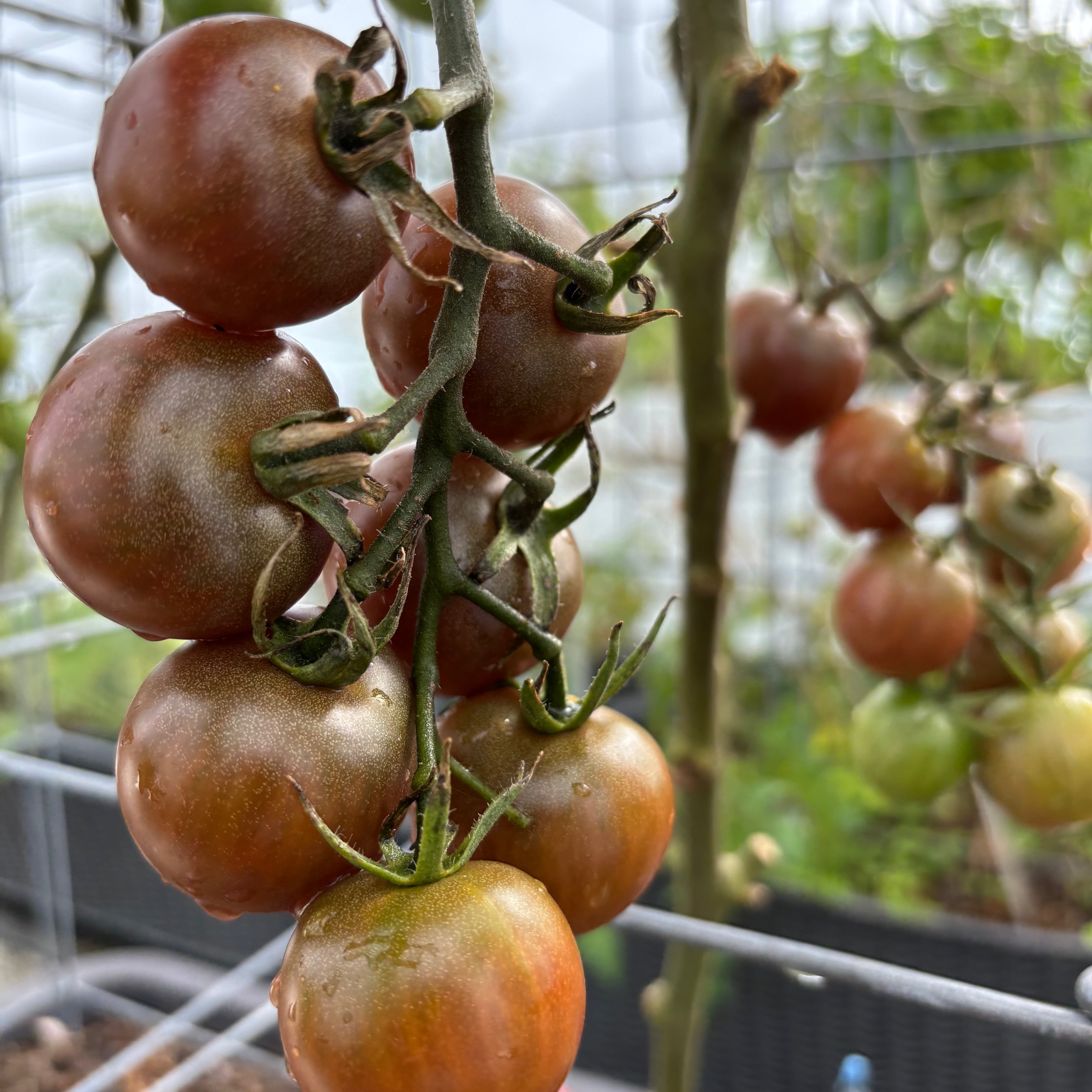 Black Cherry Tomato