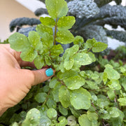 Watercress