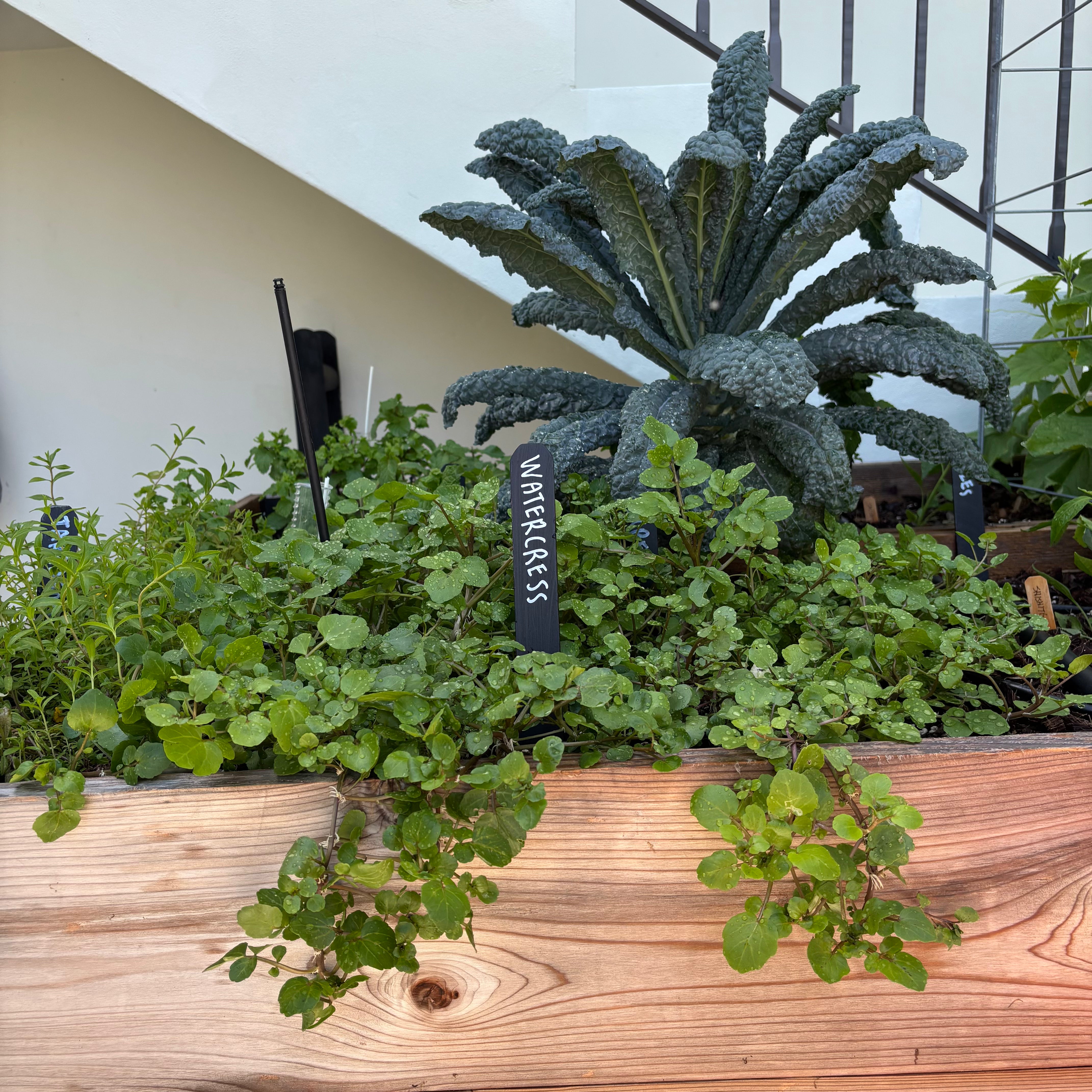 Watercress