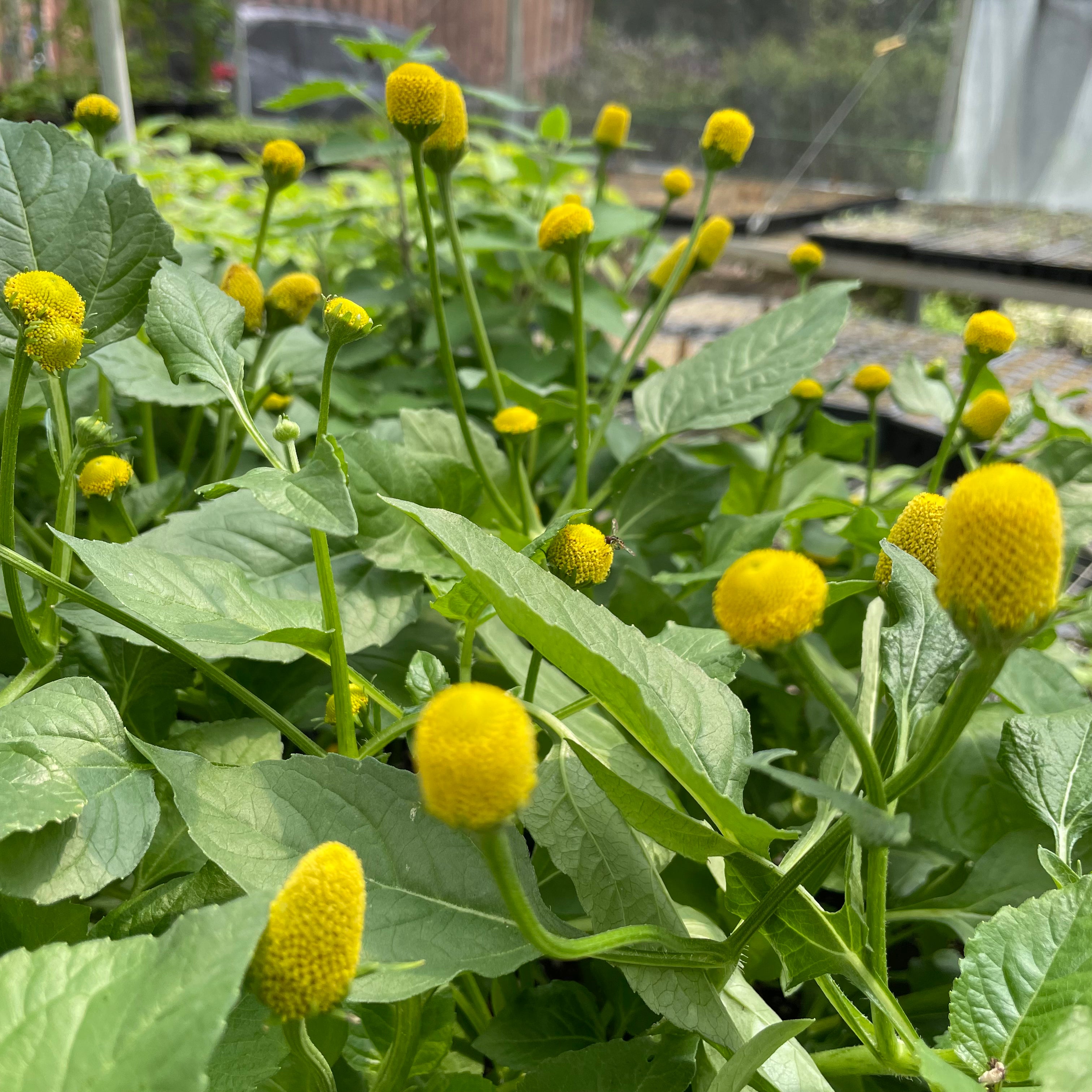 Spilanthes aka Buzz Buttons