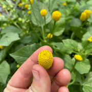 Spilanthes aka Buzz Buttons